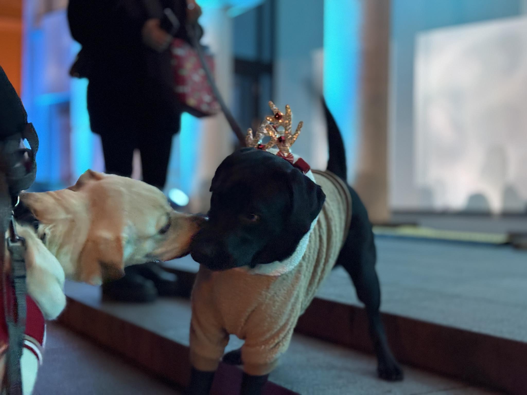 Prisiminimai: dalis keturkojų matėsi ne pirmą kartą.