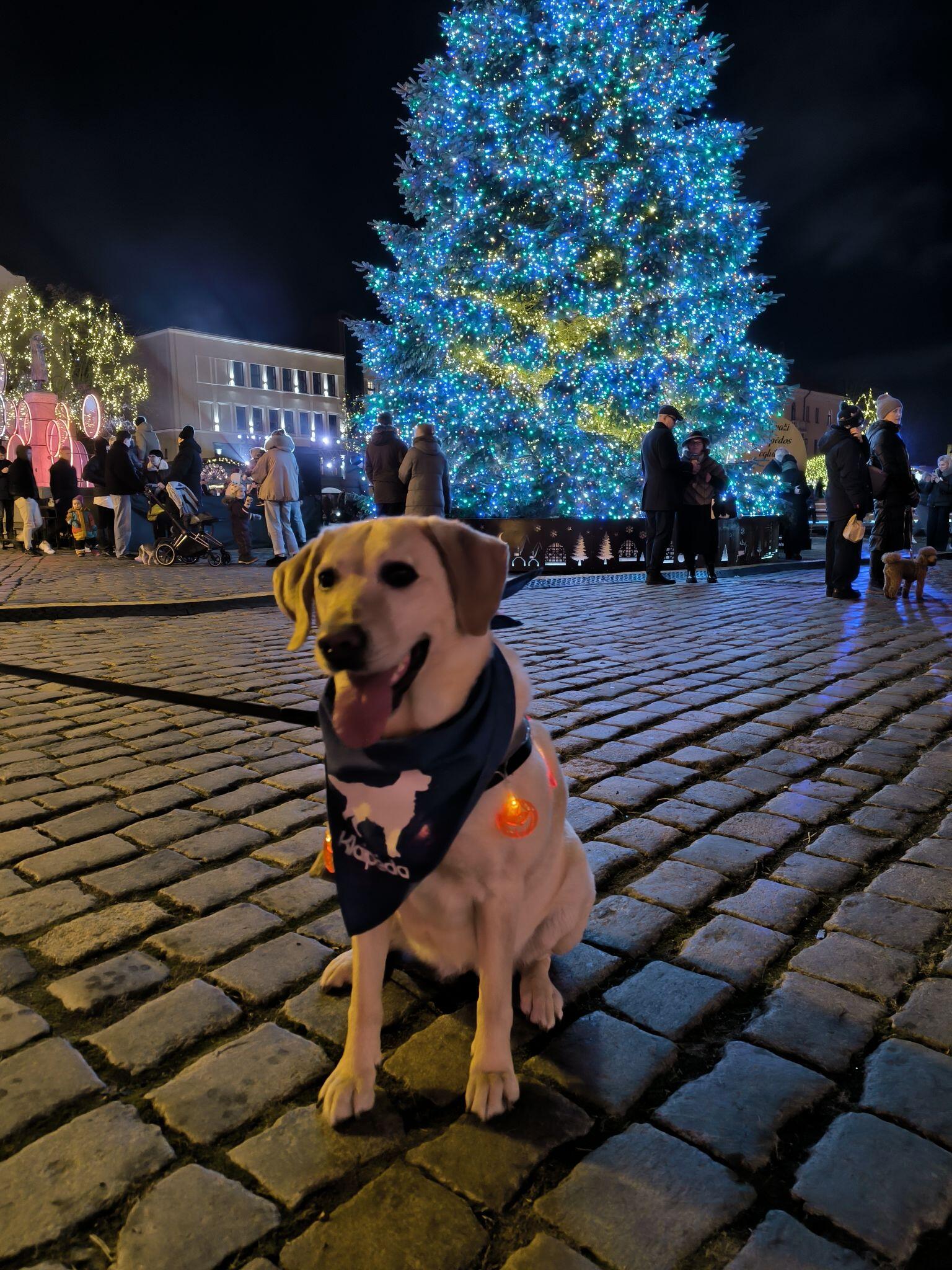 Gausa: šunų ir jų šeimininkų susitikimo centru tapo Klaipėdos žaliaskarė.