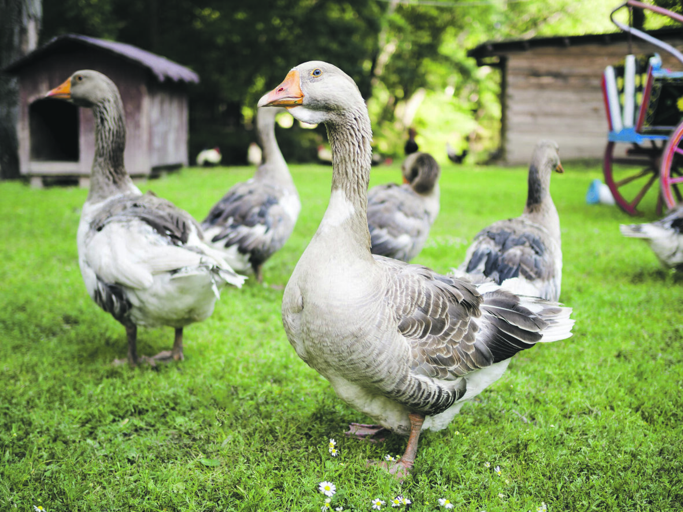 Pasirinkimas: Kalėdinės žąsys yra pigesnės už kalakutus, todėl patenka tarp populiariausių šventinių patiekalų.