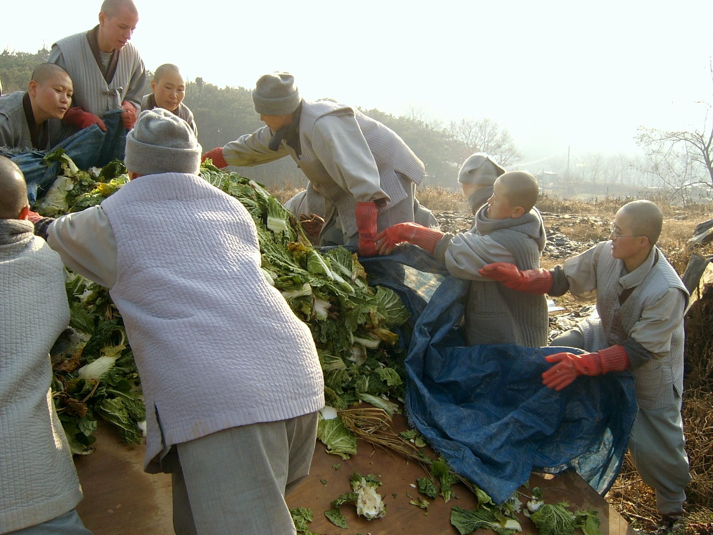 Darbininkai: vienuoliai ne tik meldžiasi, bet ir dirba. Pekino kopūstų derliaus nuėmimas kimči gamybai.