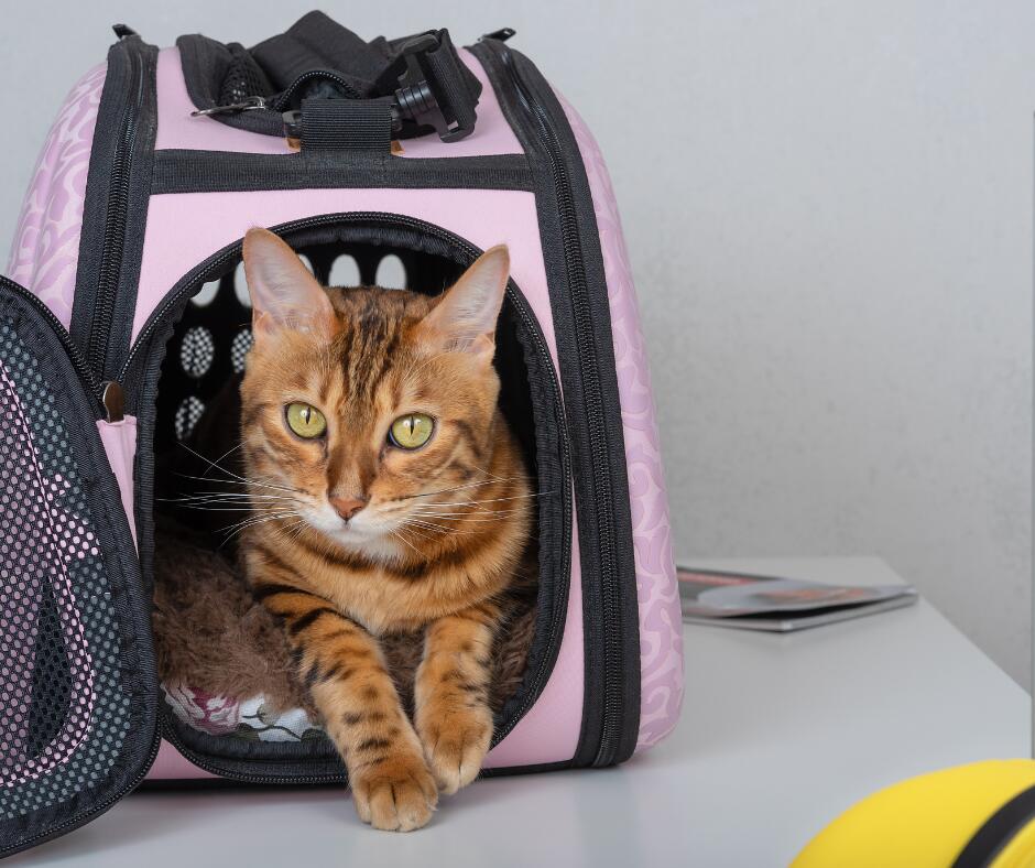 Krepšys: jei keliaujate su kate ar mažu šuniuku, pasirūpinkite jam transportuoti tinkamu krepšiu ar kuprine. 