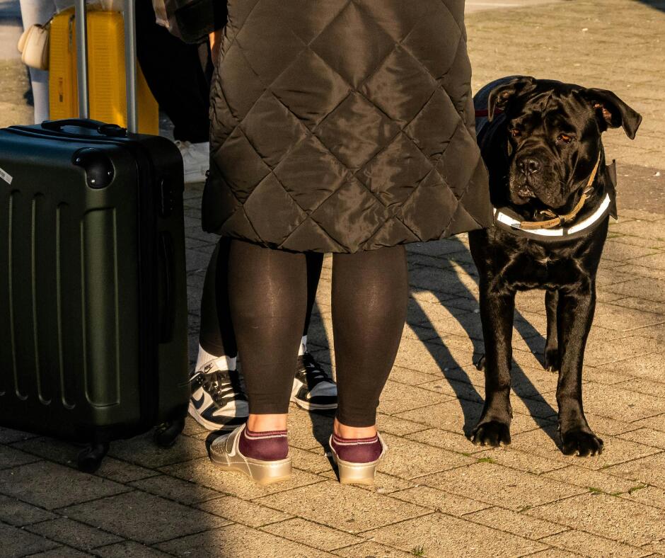 Pavadėlis: važiuojant troleibusu ar autobusu su didesniu šunimi, jo pavadėlis negali būti ilgesnis nei 0,5 m.
