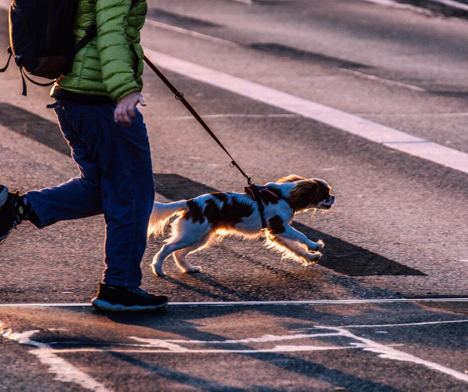 Nauda: tinkamas fizinis aktyvumas stiprina gyvūno raumenis ir raiščius.