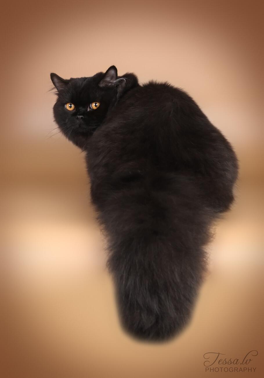 Spalva: pastaruoju metu žmonės vis dažniau ieško juodos spalvos britukų. 