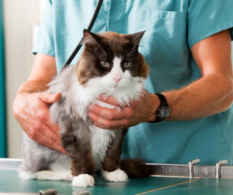 Rizika: jei žinote, kad jūsų katė turi gretutinių ligų, apie tai būtina iš anksto įspėti veterinarijos gydytoją. 