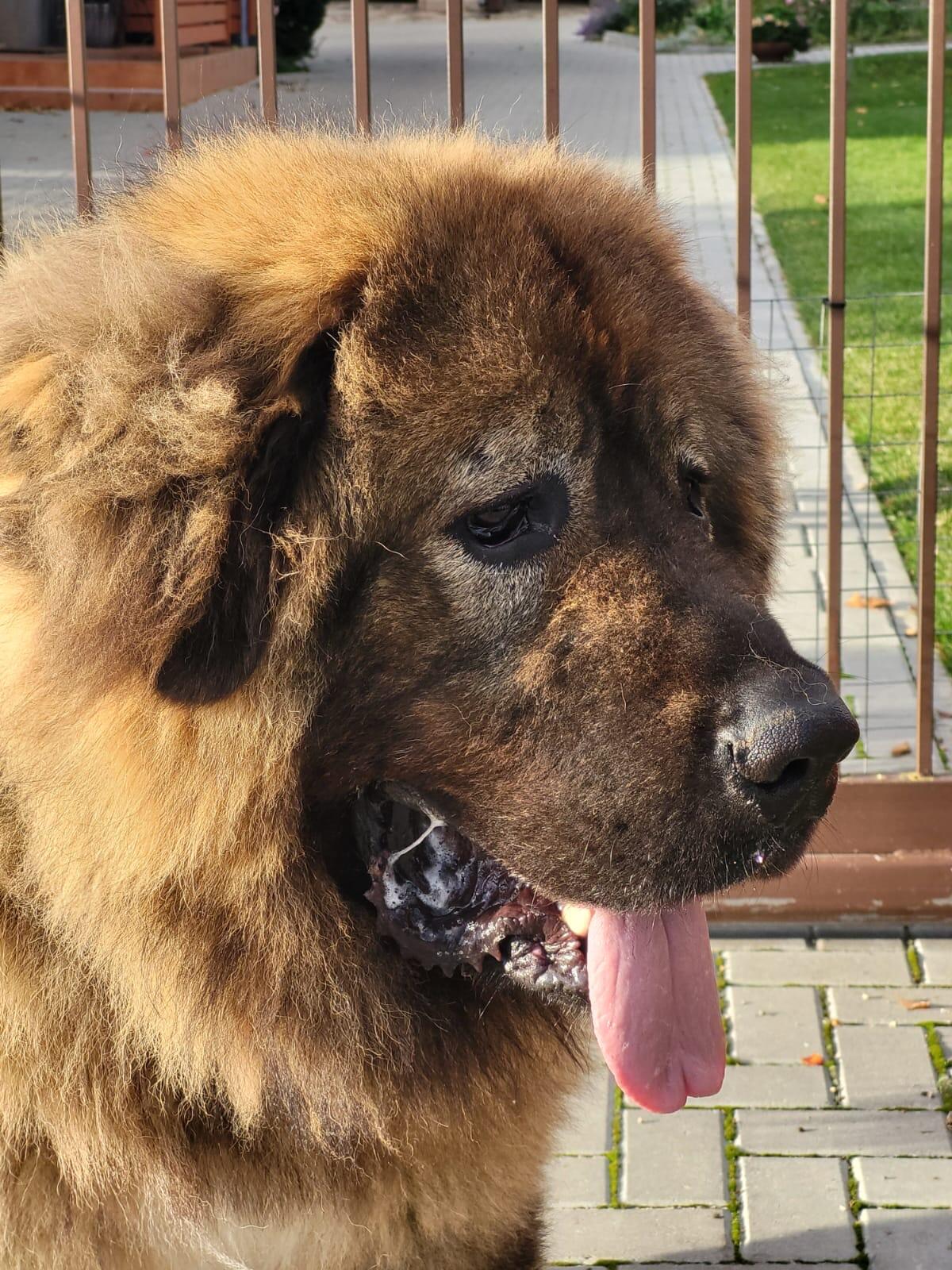 Veislė: Kaukazo aviganiai yra viena seniausių pasaulio veislių. Jie pasižymi savarankiškumu, ištikimybe, išdidumu. Pirmasis žinomas rašytinis šaltinis yra datuojamas 1121 m. pr. m. e., kai toks šuo buvo padovanotas Kinijos imperatoriui. 