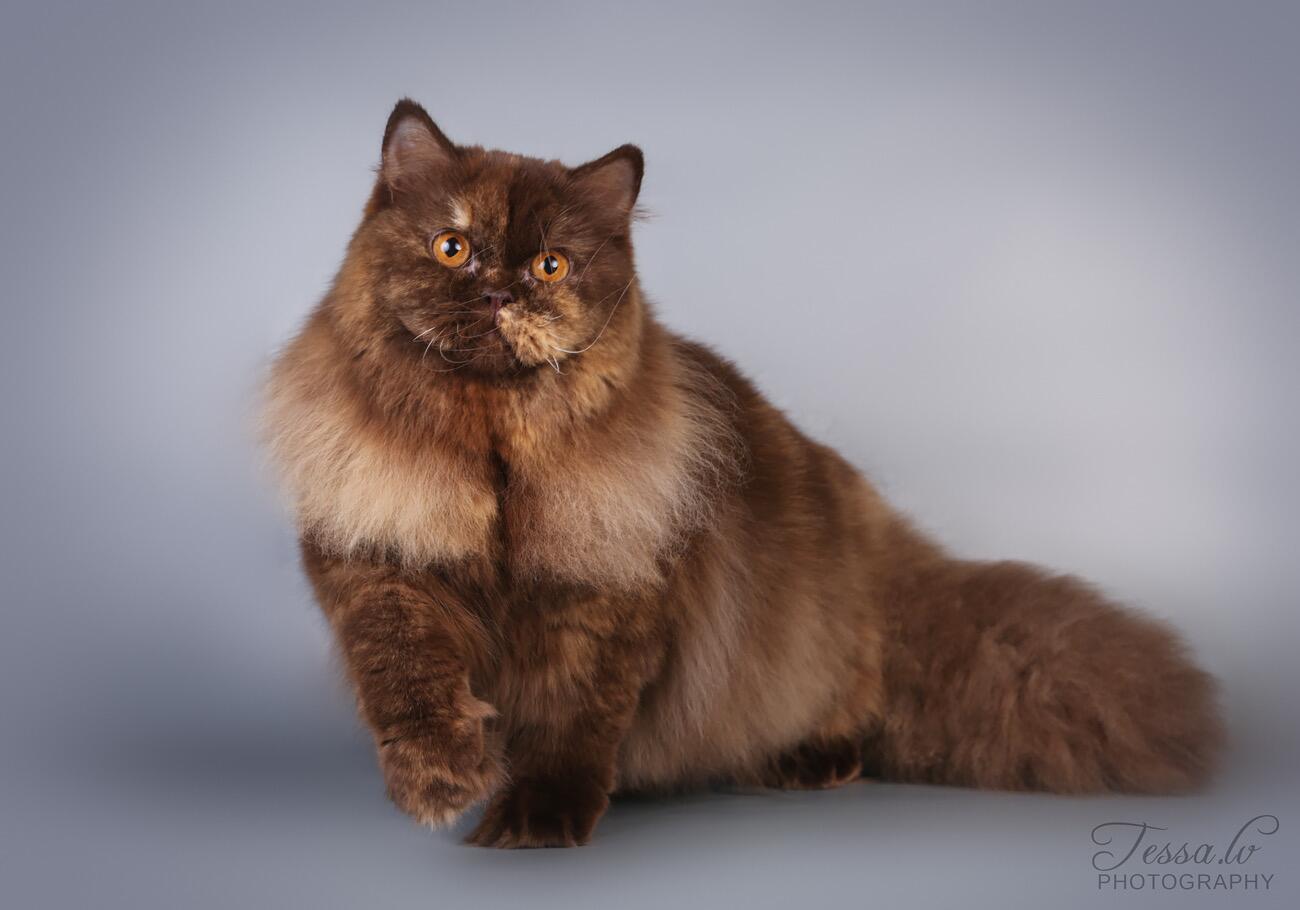 Charakteris: britų ilgaplaukės užburia ne tik žavia išvaizda, bet ir ypač draugišku ir ramiu temperamentu.