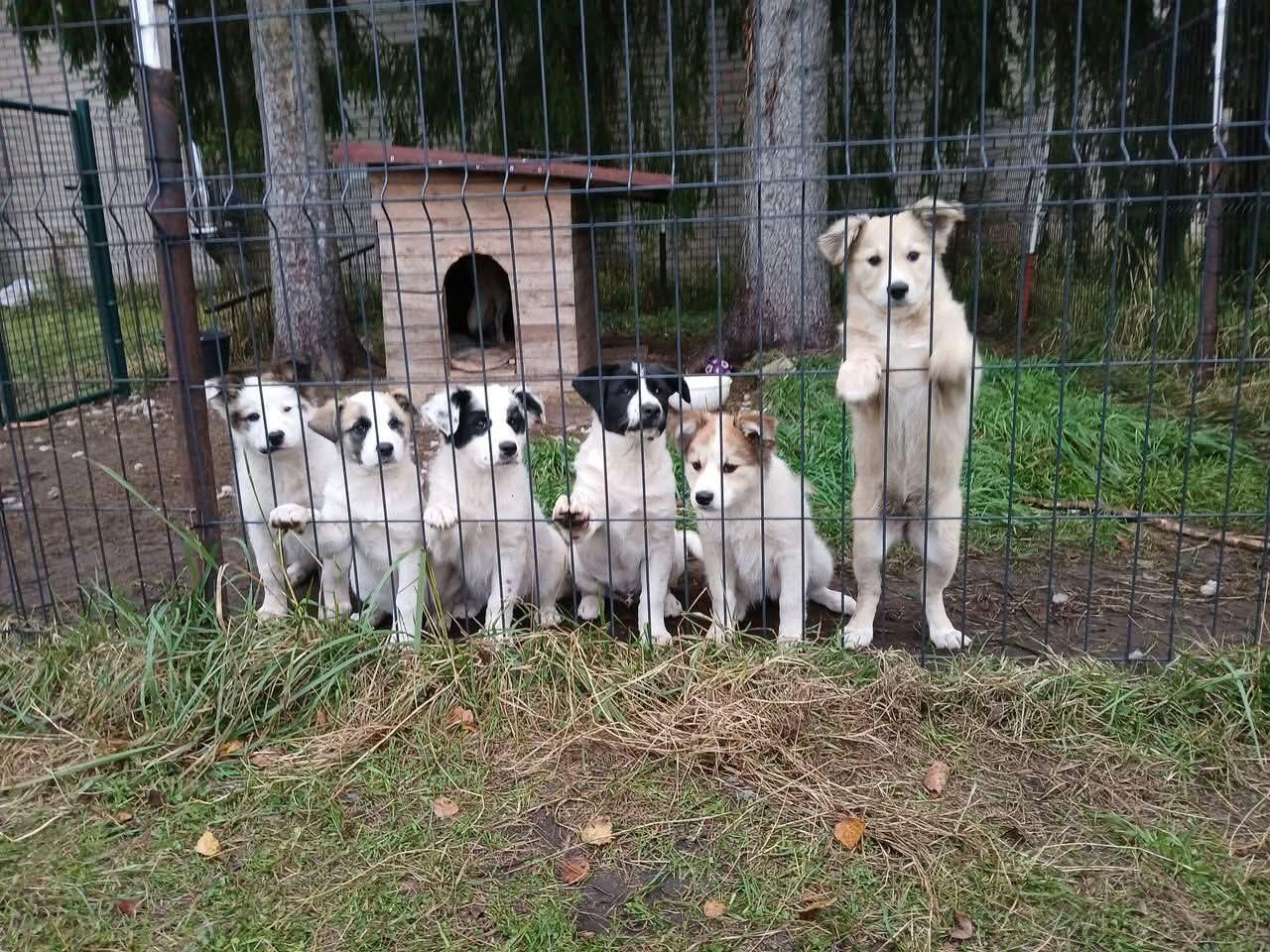Vizija: įkurdama prieglaudą Elena norėjo, kad jos globotiniai turėtų erdvius aptvarus, kuriuose jiems nereikėtų spaustis. Tikėjosi, kad laikui bėgant jų pastatys daugiau ir didesnių. 