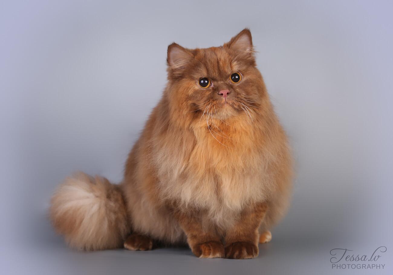 Ypatinga: cinamoninės spalvos katės vis dar rečiau sutinkamos. 