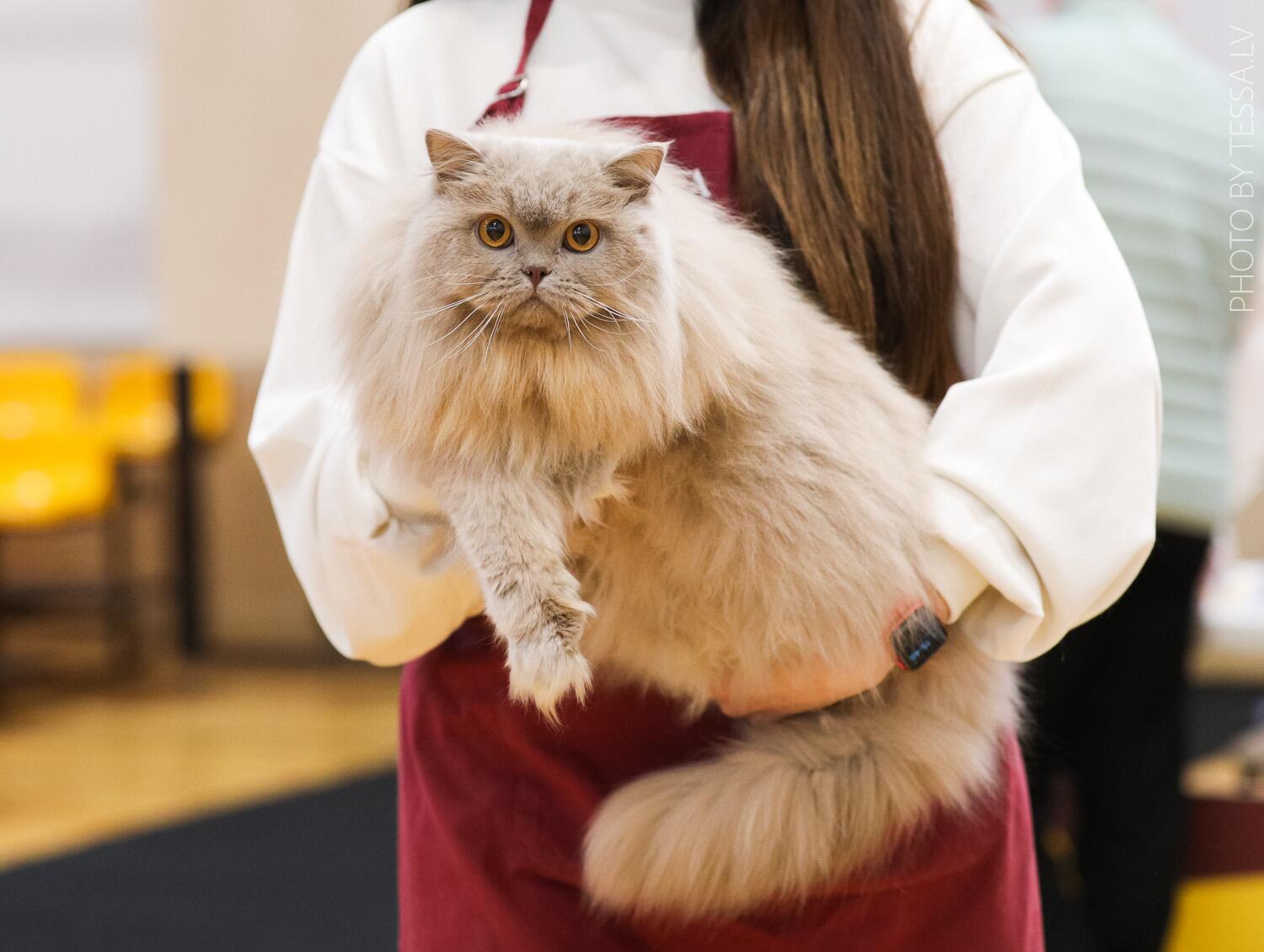 Reta: o štai čia – lelijinės spalvos ilgaplaukis britukas. 