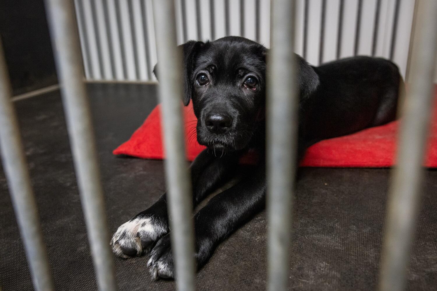 Laikas: patekę į mylinčius namus šunys savo naujaisiais šeimininkais pradeda pasitikėti pamažu – tai gali užtrukti ir kelis mėnesius, ir net metus. 