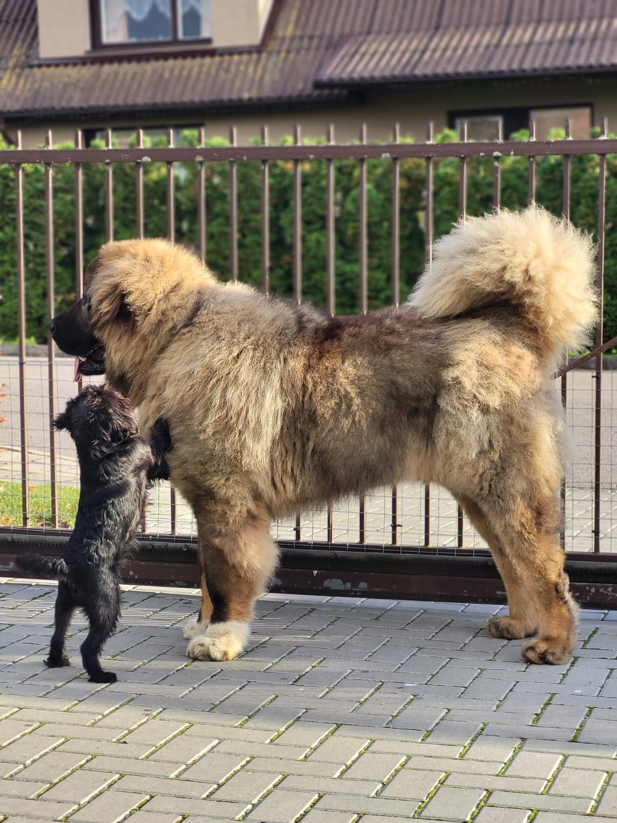 Draugystė: sodyboje gyvenantys dičkiai puikiai sutaria ir su kitu šuniuku Briusu – kartais jie kartu mėgsta ir padūkti. 