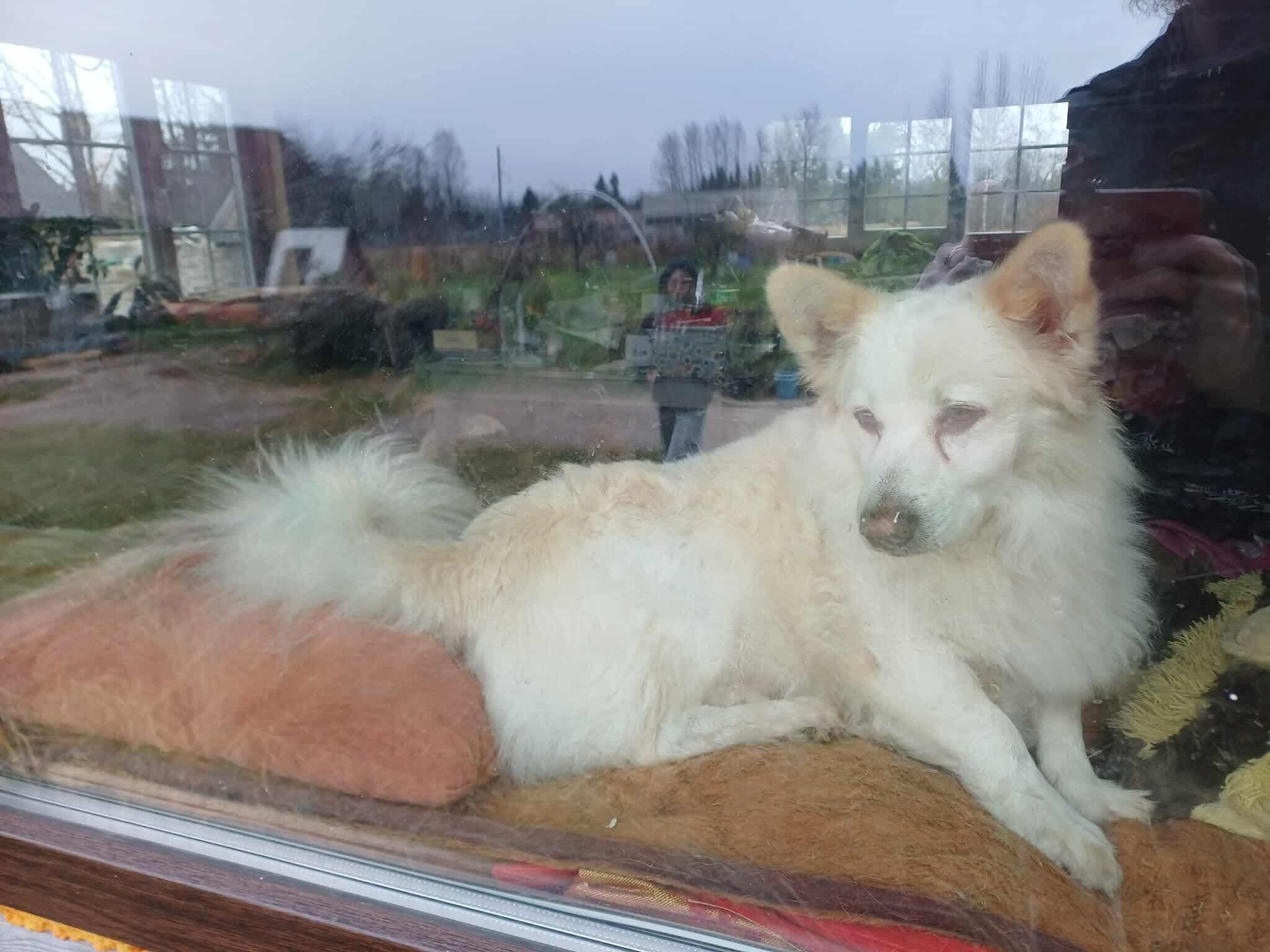 Archyvas: prieglaudos savanoriai sako, kad šuniukai ir kačiukai buvo puikiai prižiūrėti, ilsėdavosi savo guoliuose, o ypač mėgdavo susirangyti ant pagalvėlių.