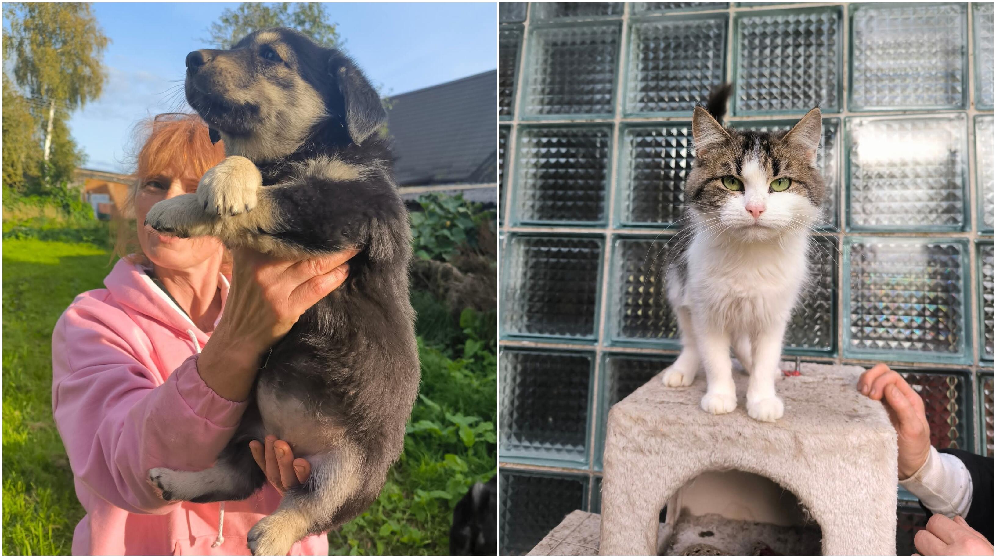 Misija: kai Elenos vaikai paaugo, moteris suprato, kad gali rūpintis jau ne tik savo atžalomis, bet ir į gatvę išmestais nelaimėliais. Pas ją prieglobstį rado ir jauni, ir vyresni keturkojai. 