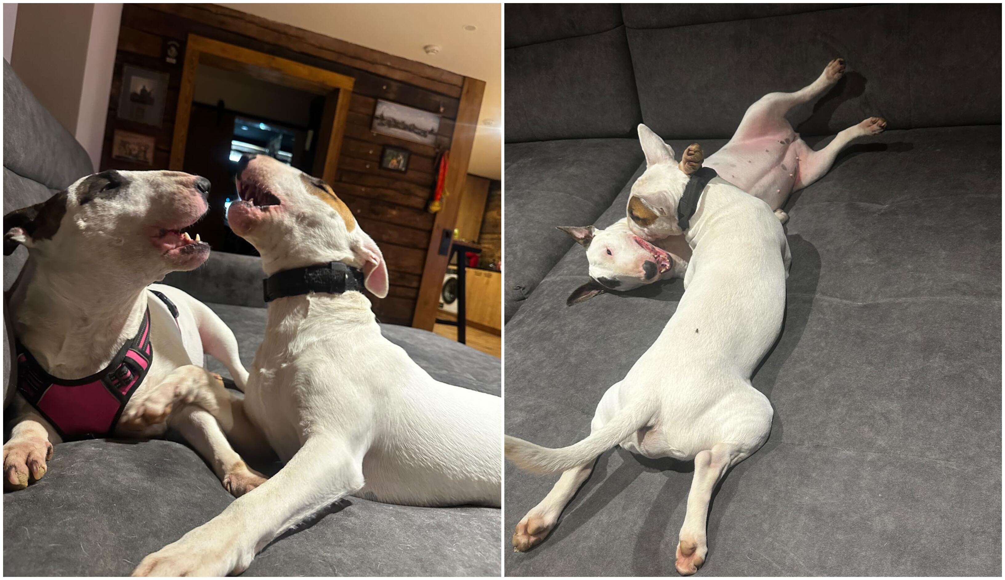 Kompanija: Simonos ir Gabrieliaus namuose karaliauja kalytė Fūga ir šuniukas Uru.