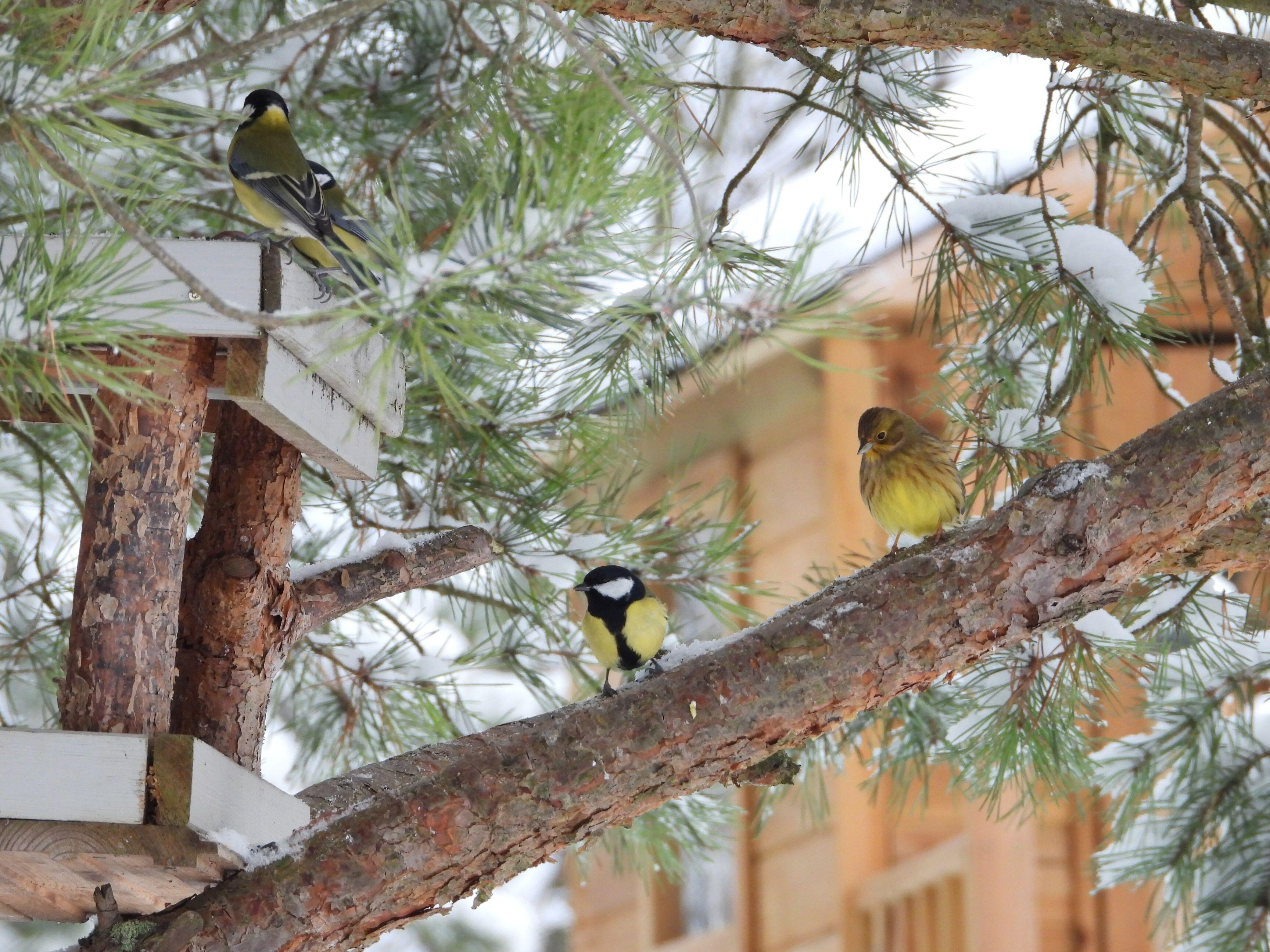 Didžiosios zylės ir geltonoji starta