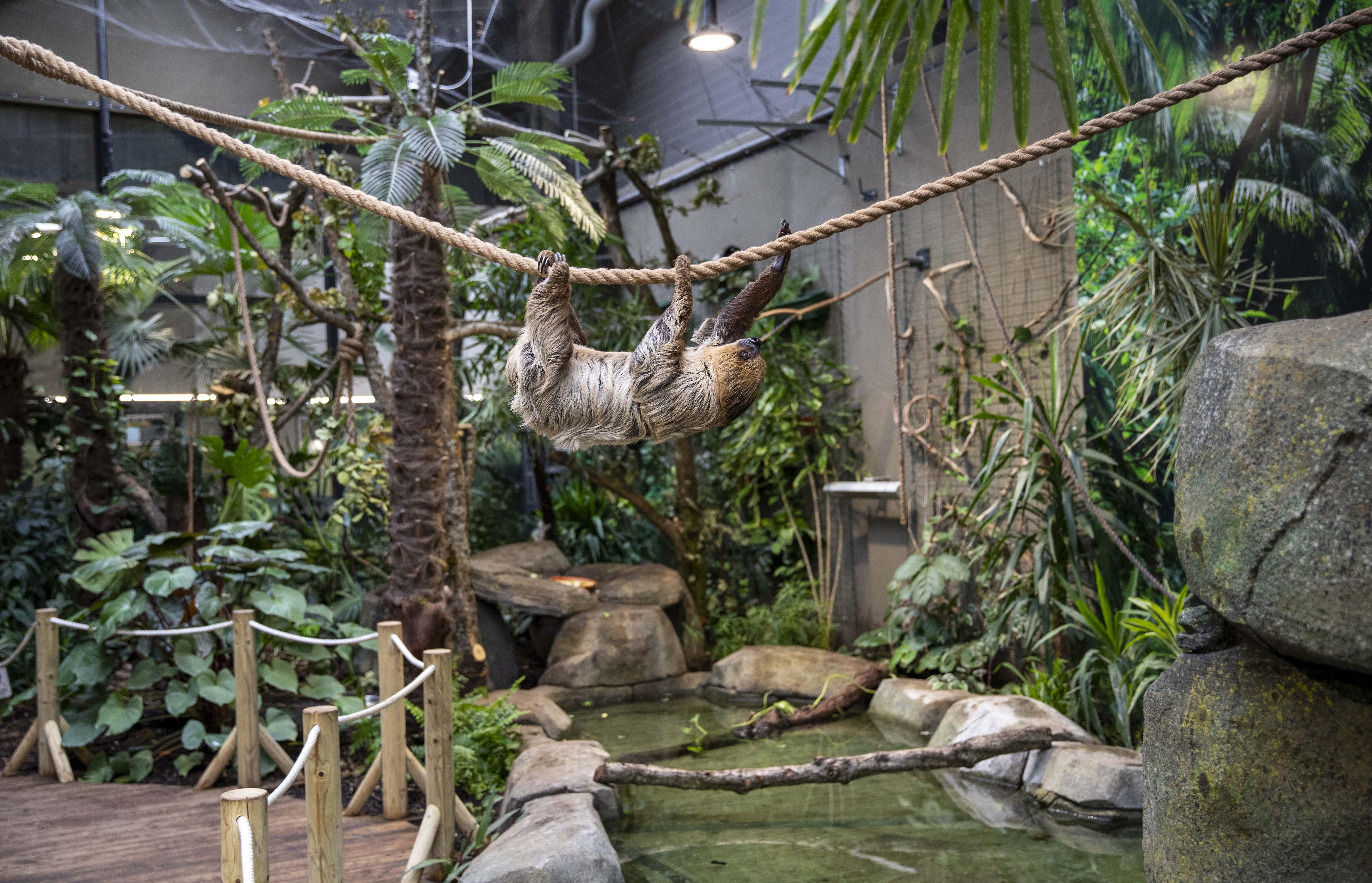 Šilta: egzotariume, kur galima išvysti ir dvipirštį tinginį, vasariškas oras tvyro visus metus.