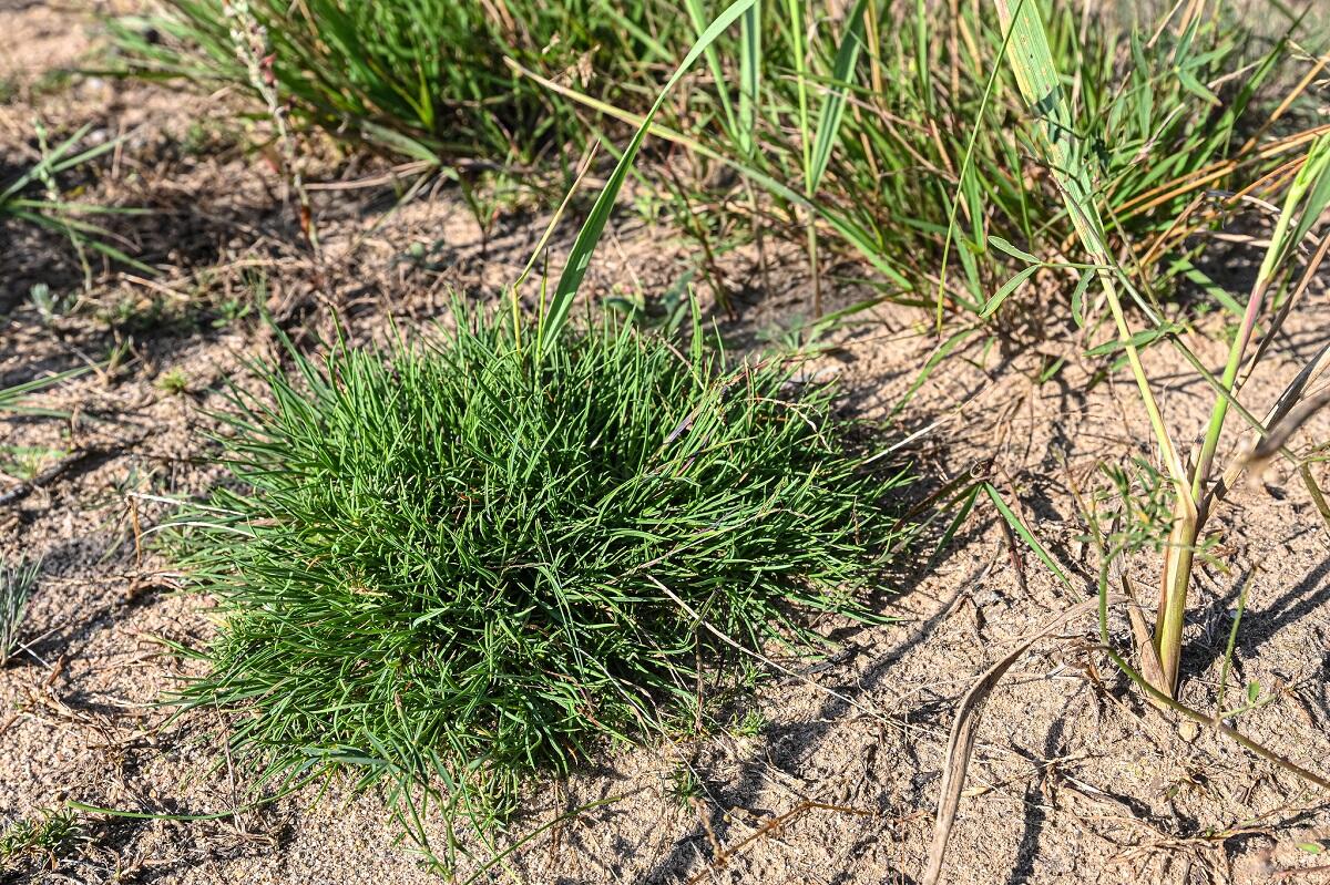Situacija: Rūdninkų poligone naujai iškirstame plote atsirado smiltyninio gvazdiko populiacija.