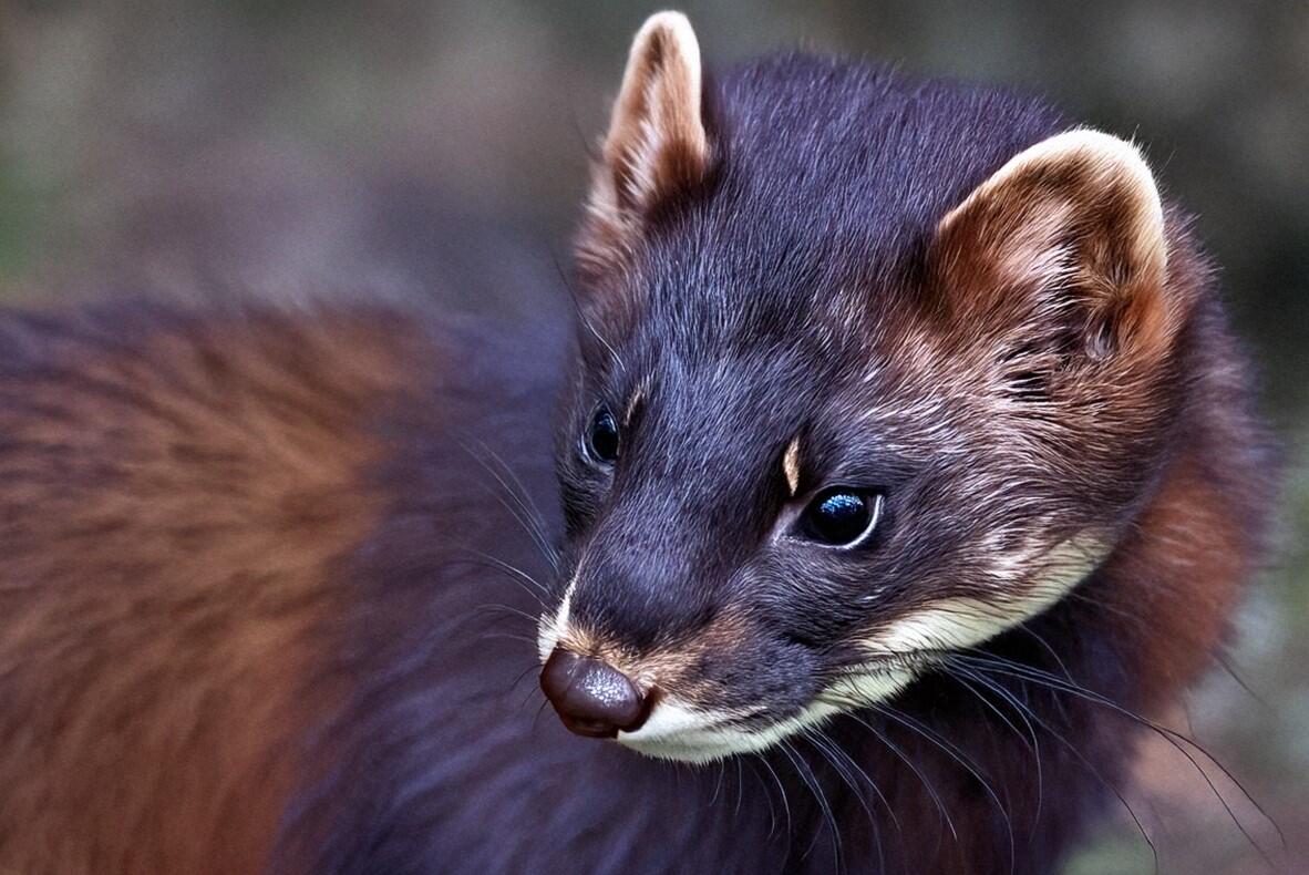 Plėšrūnė: tikrai ne kiekvienas išdrįstų nubaidyti automobilyje apsigyvenusią kiaunę.