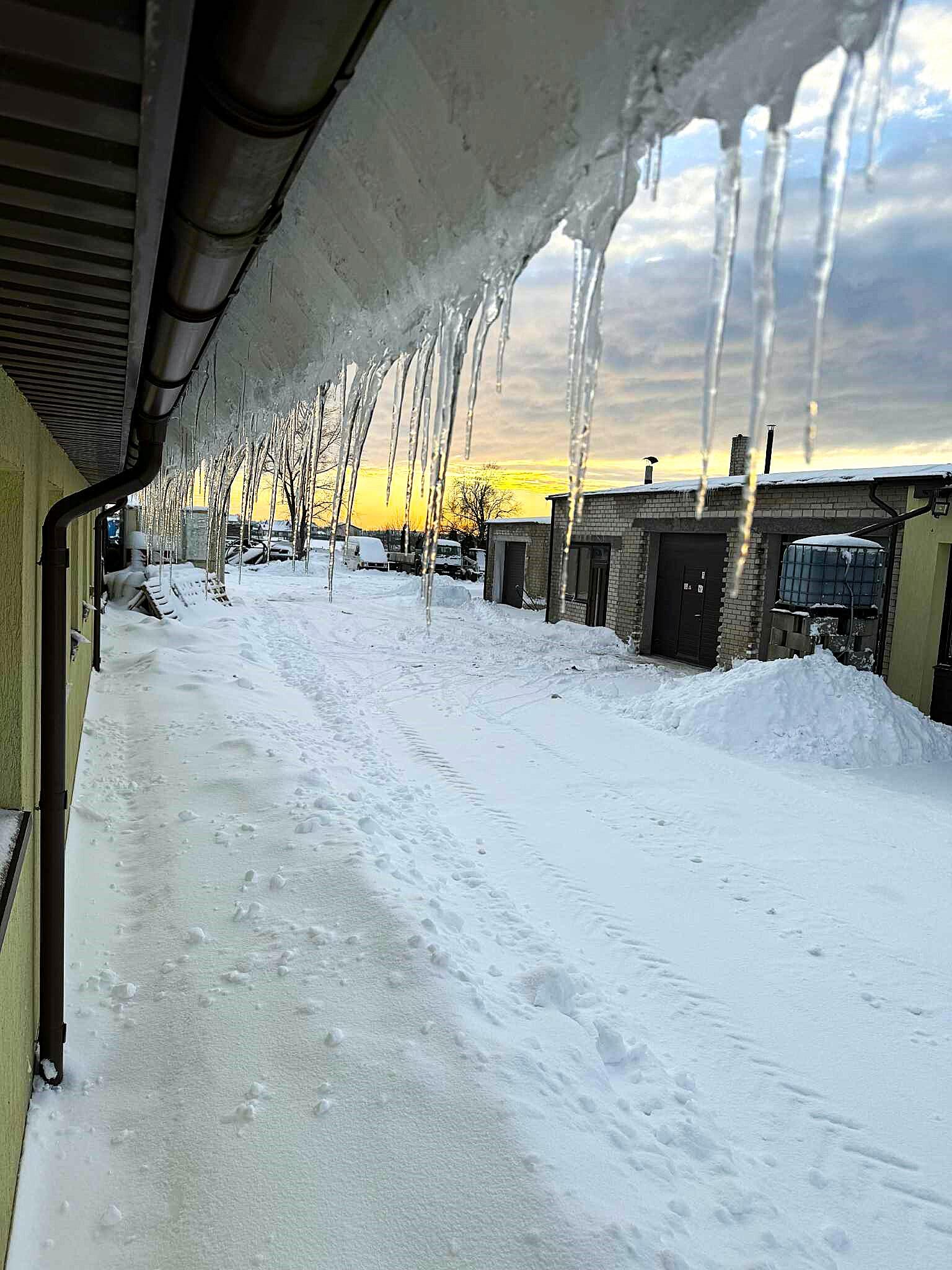Sezonas: varveklių apstu ir Šilutės pl. bei kitose uostamiesčio vietose.