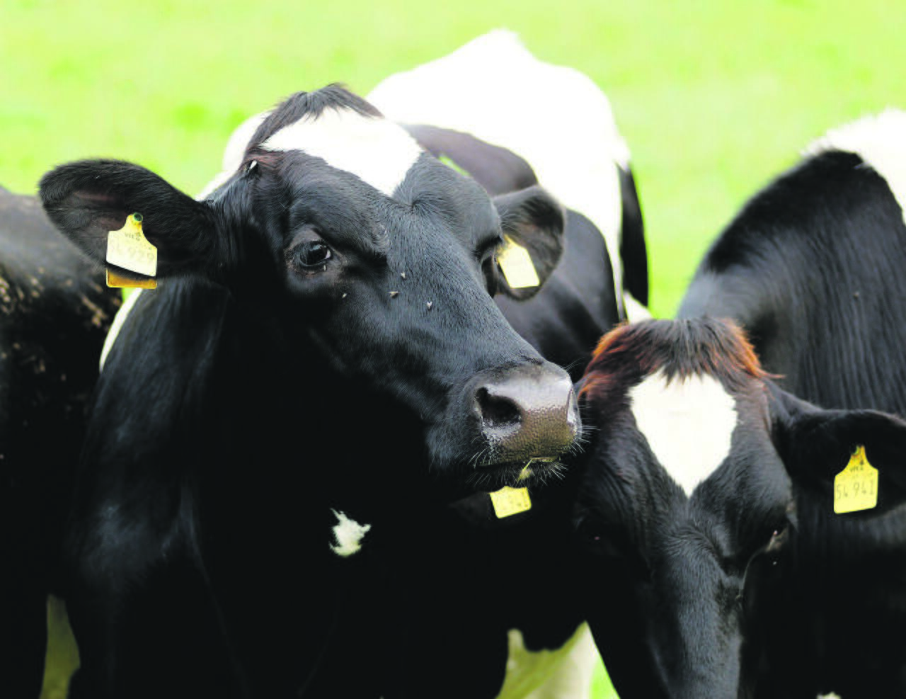 Skaičiai: statistikos duomenimis, šiuo metu Lietuvoje yra likę mažiau nei 200 tūkst. karvučių.