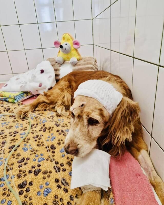 Išgyveno: šunelis Gausas išgyveno po to, kai sulaukė bent dvylikos smūgių į galvą kastuvu.