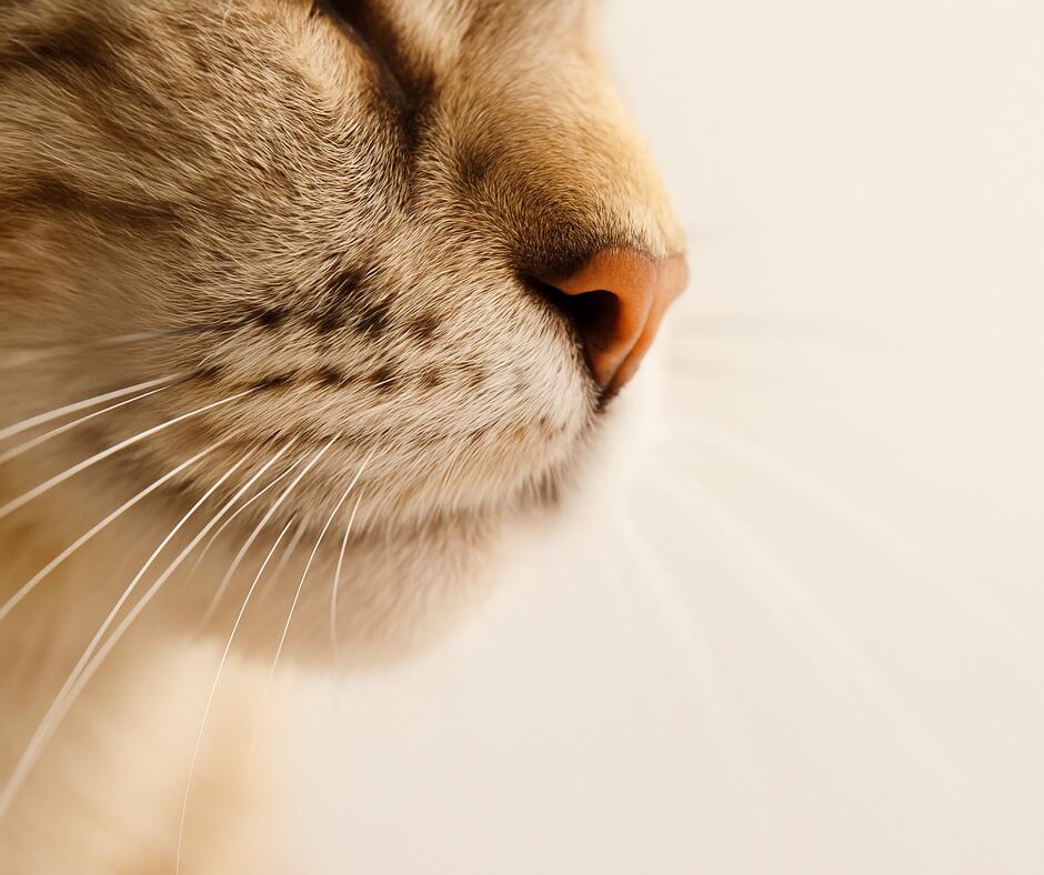 Ūsai: juos nukirpus pažeidžiamas gyvybiškai svarbus jutimo mechanizmas, sukeliama dezorientacija, stresas ir sutrikdoma natūrali katės elgsena.