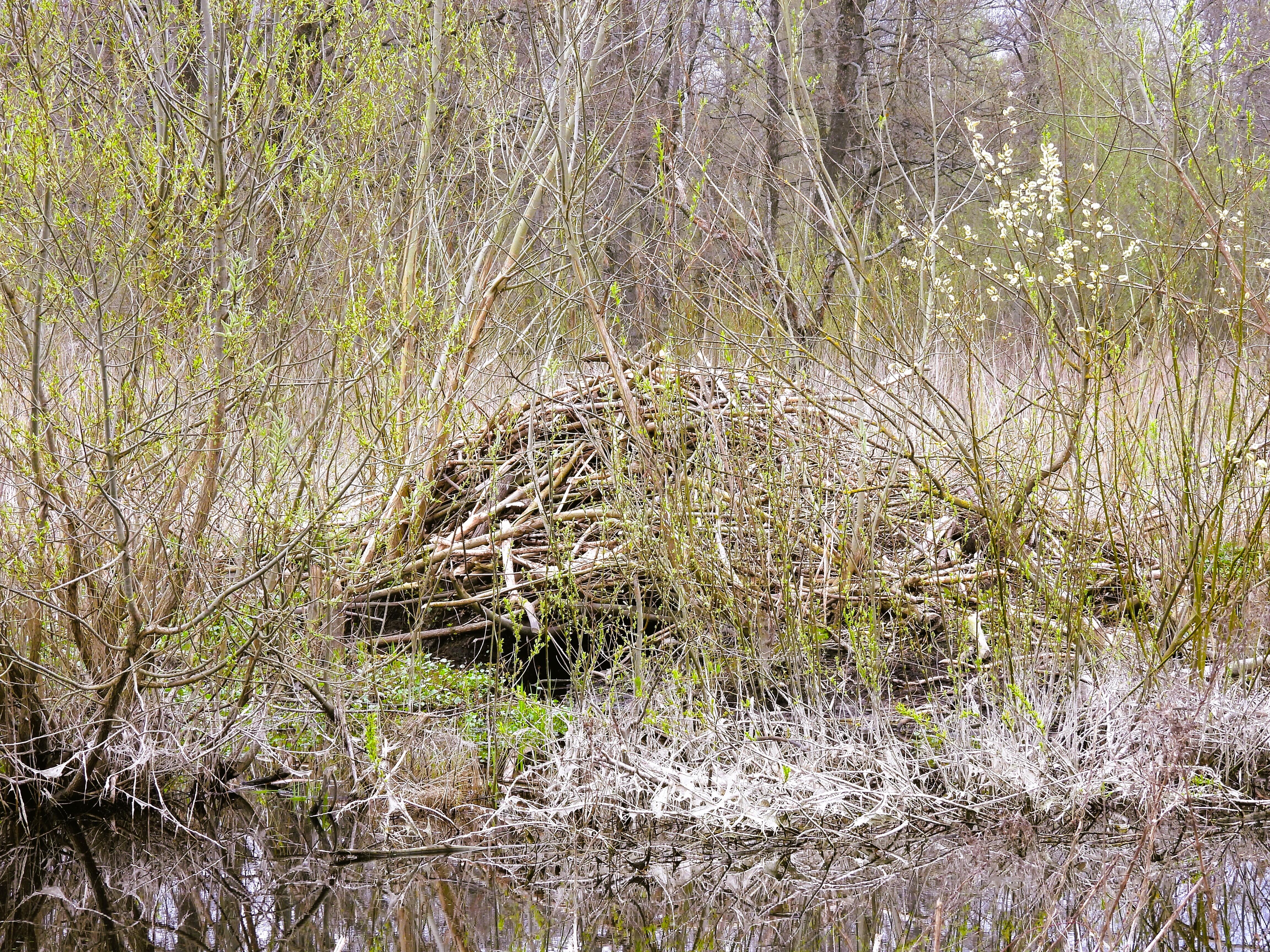 Bebrų buveinė