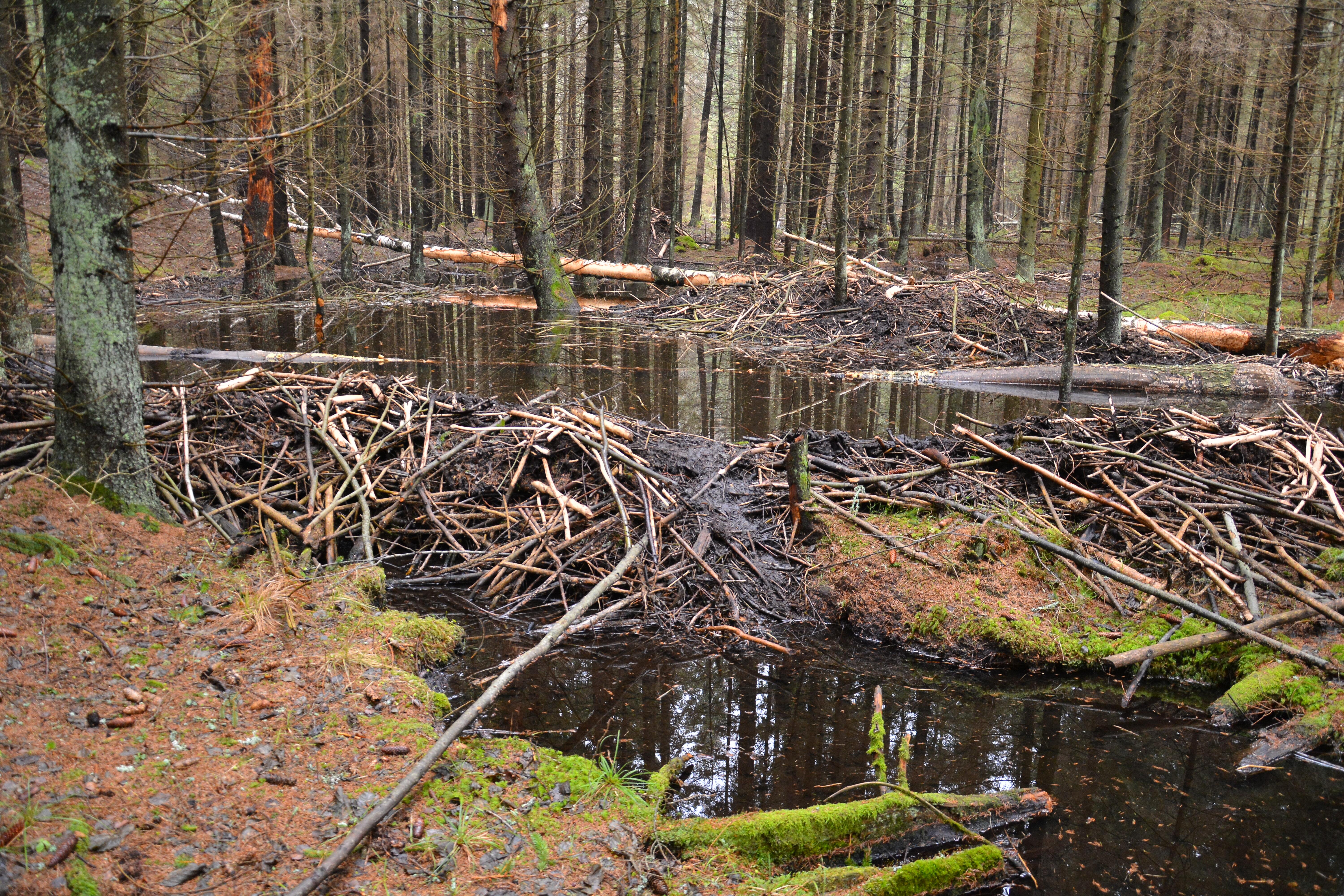 Bebraviečių kontrolė - užtvankų ardymas