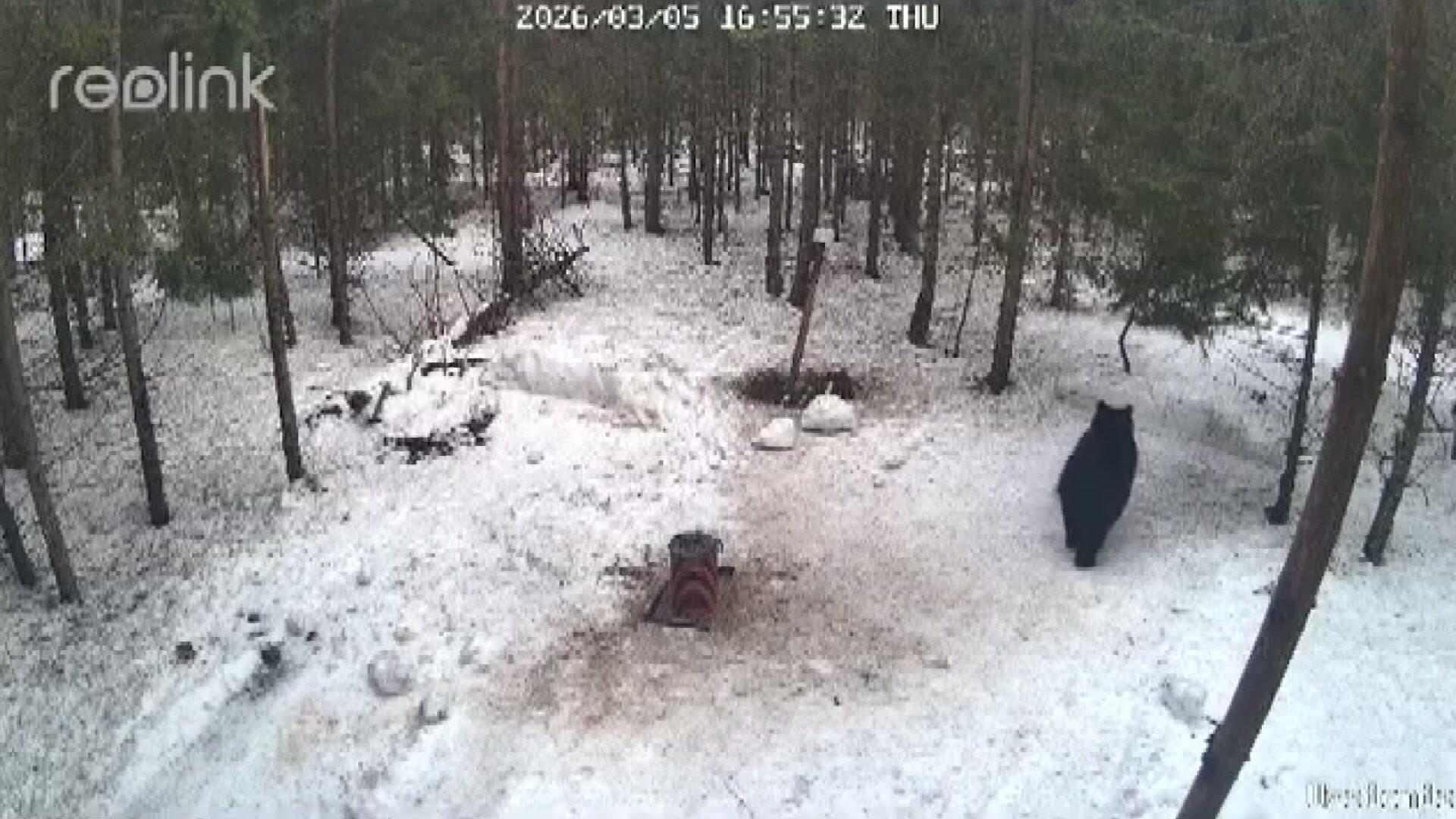 Meškos Lietuvoje