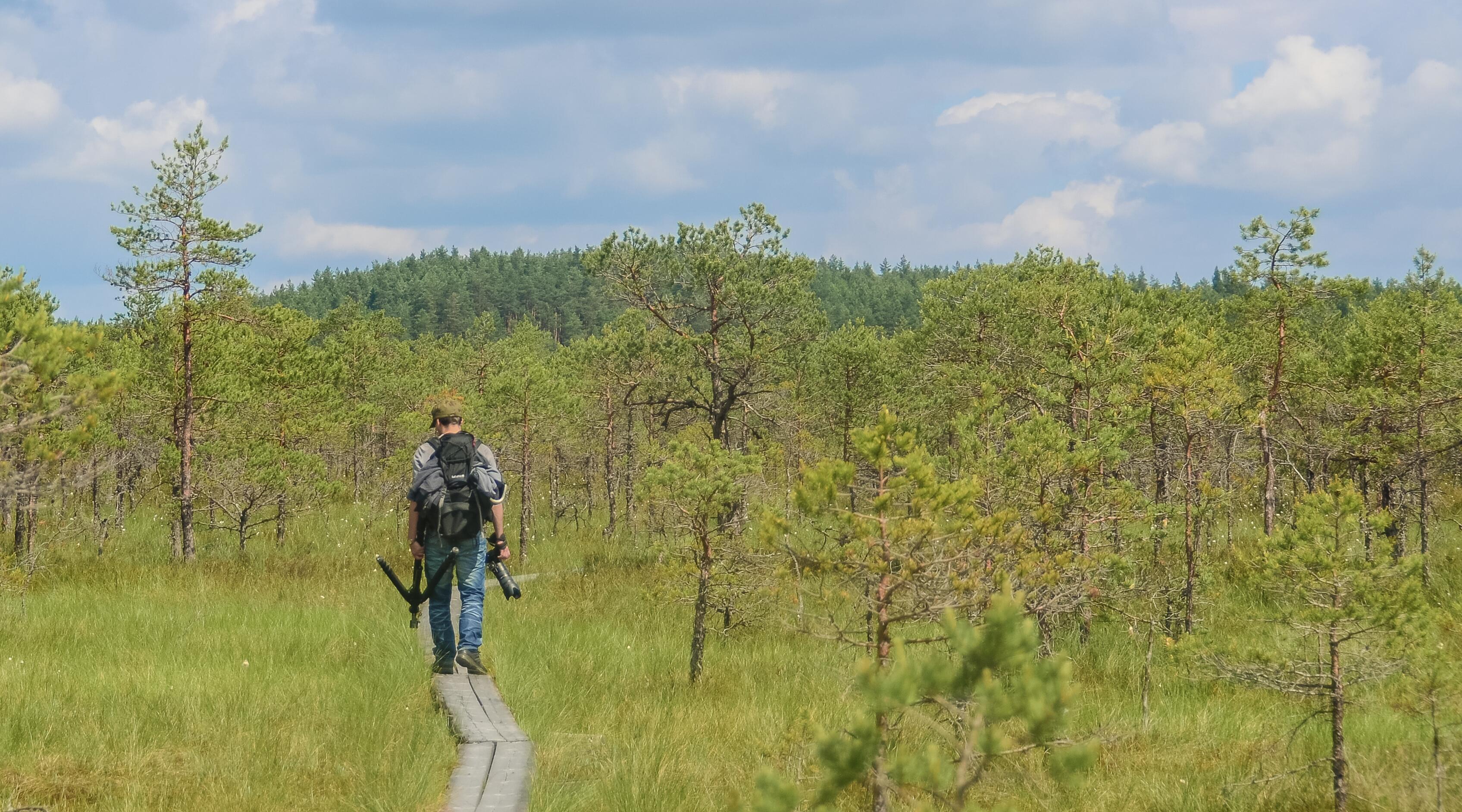 Prasmė: prieš Rusijos plataus masto invaziją į Ukrainą pelkių atkūrimas buvo tik gamtosaugos tema.  Šiandien tai ir saugumo klausimas. Nuotraukoje – pėsčiųjų takas netoli Estijos sienos su Rusija esan čiame Menikuno draustinyje.