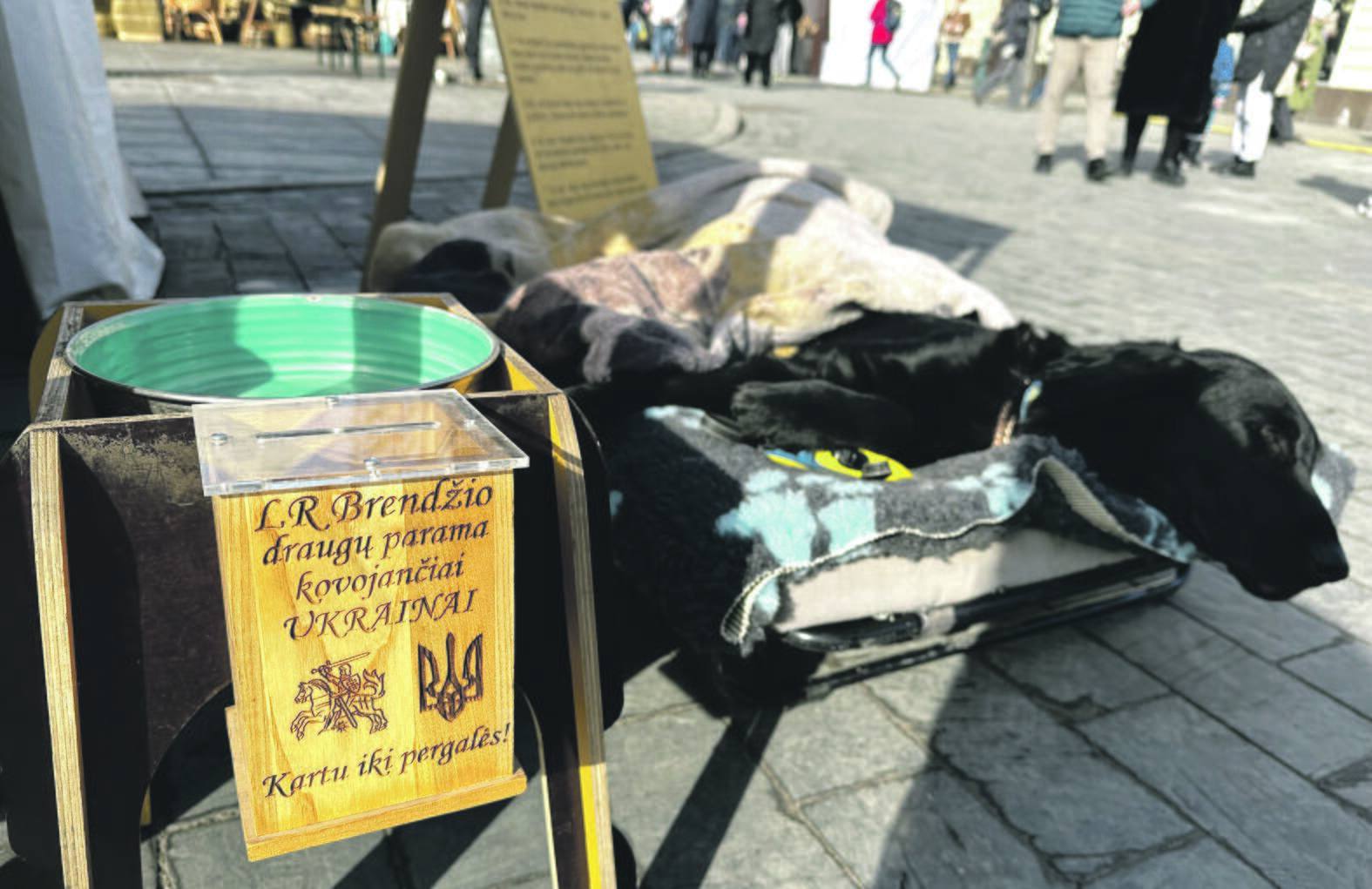 Šventinis triukšmas visai netrikdė Kaziuko mugėje dalyvavusio Brendžio. Jis ramiai miegojo savo guolyje, o priėjus žmonėms, leidosi paglostomas. 