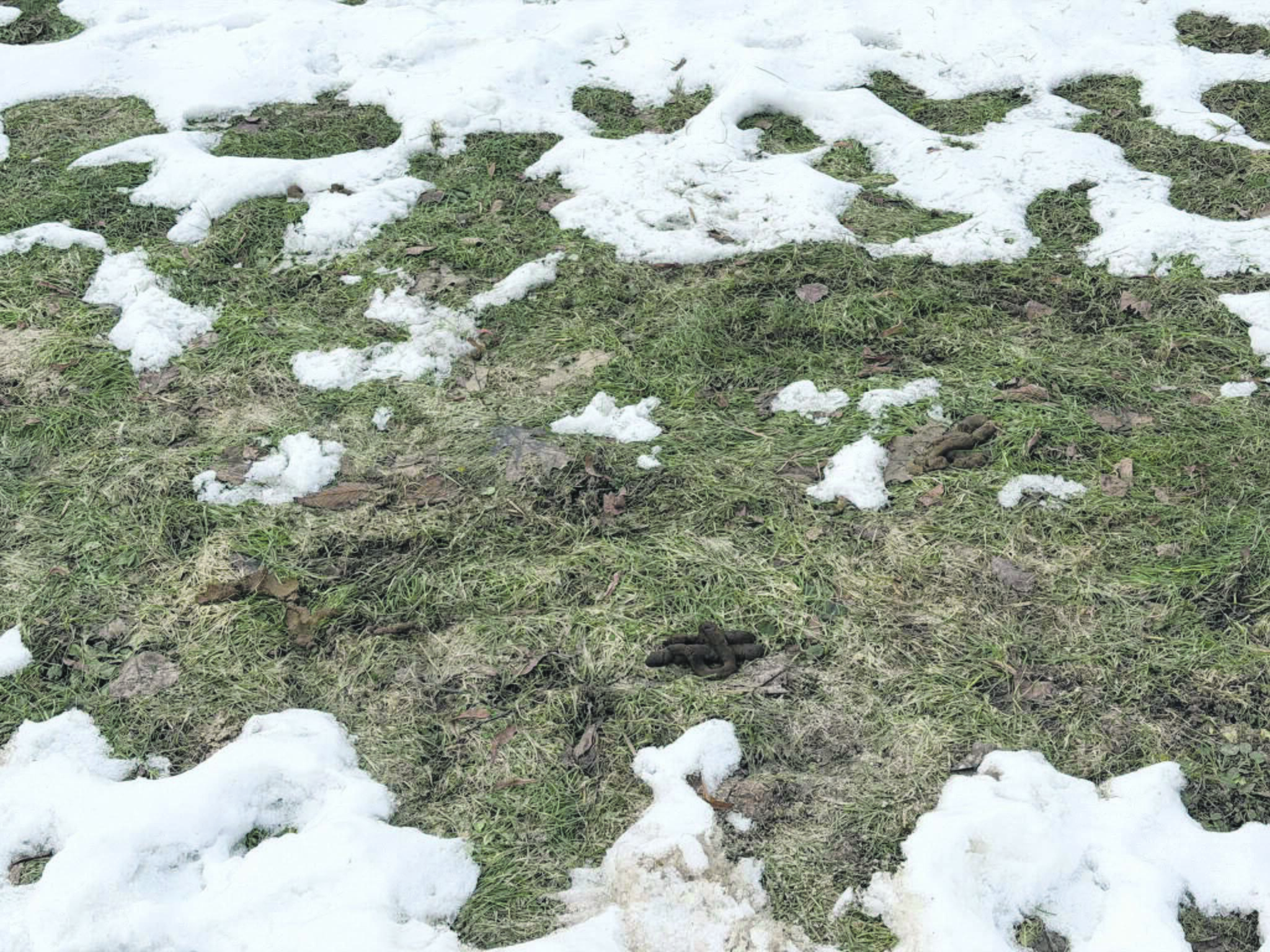 Atlydys: kiekvieną pavasarį – tas pats liūdnas vaizdelis: ne visi šunų šeimininkai žiemą surenka tai, ką palieka jų keturkojai.