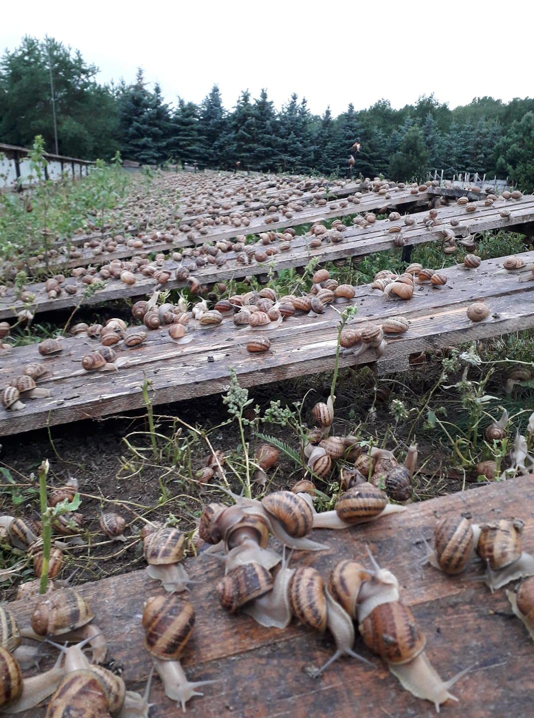 Plantacija: „Aspersa“ konceptas grįstas Prancūzijos ūkių patirtimi, čia auginamos ne įprastos Lietuvoje vynuoginės, o „užsienietės“ sraigės.