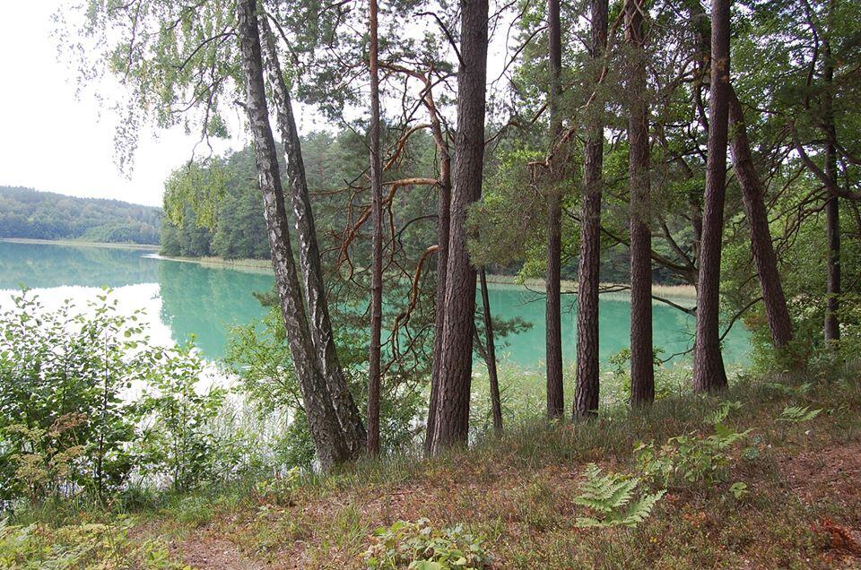 Spindžiaus miško takas