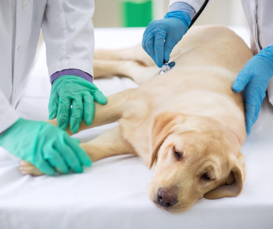 Iššūkis: pranešti žinią, kad augintinio išgelbėti nebepavyks, veterinarams yra nepaprastai sunku. 