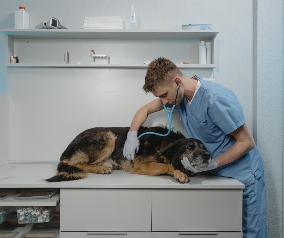 Skaudu: veterinarijos gydytojus slegia tai, kad jie įdeda visas pastangas, kad padėtų savo pacientams, tačiau jei gydymas neduoda rezultatų, tenka į save sugerti šeimininkų įtūžį.