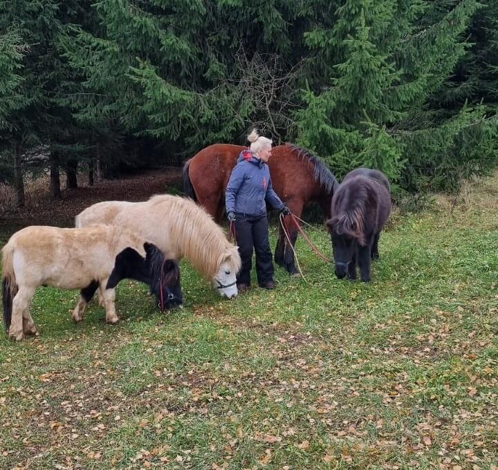 Įvairovė: ūkyje gyvena ir keli žirgai, ir keli poniai. 