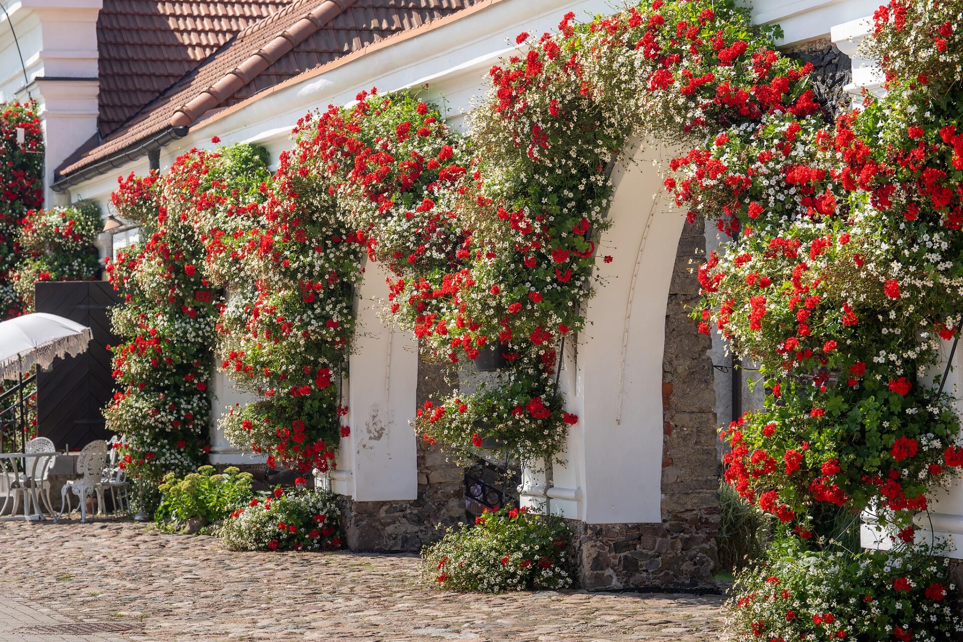 Puošmena: vasaros gėlių festivalyje Pakruojo dvare pelargonijos ne tik žydi tradiciniuose gėlynuose ir vazonuose, bet ir puošia pastatų fasadus, iš jų formuojamos spalvingos arkos.