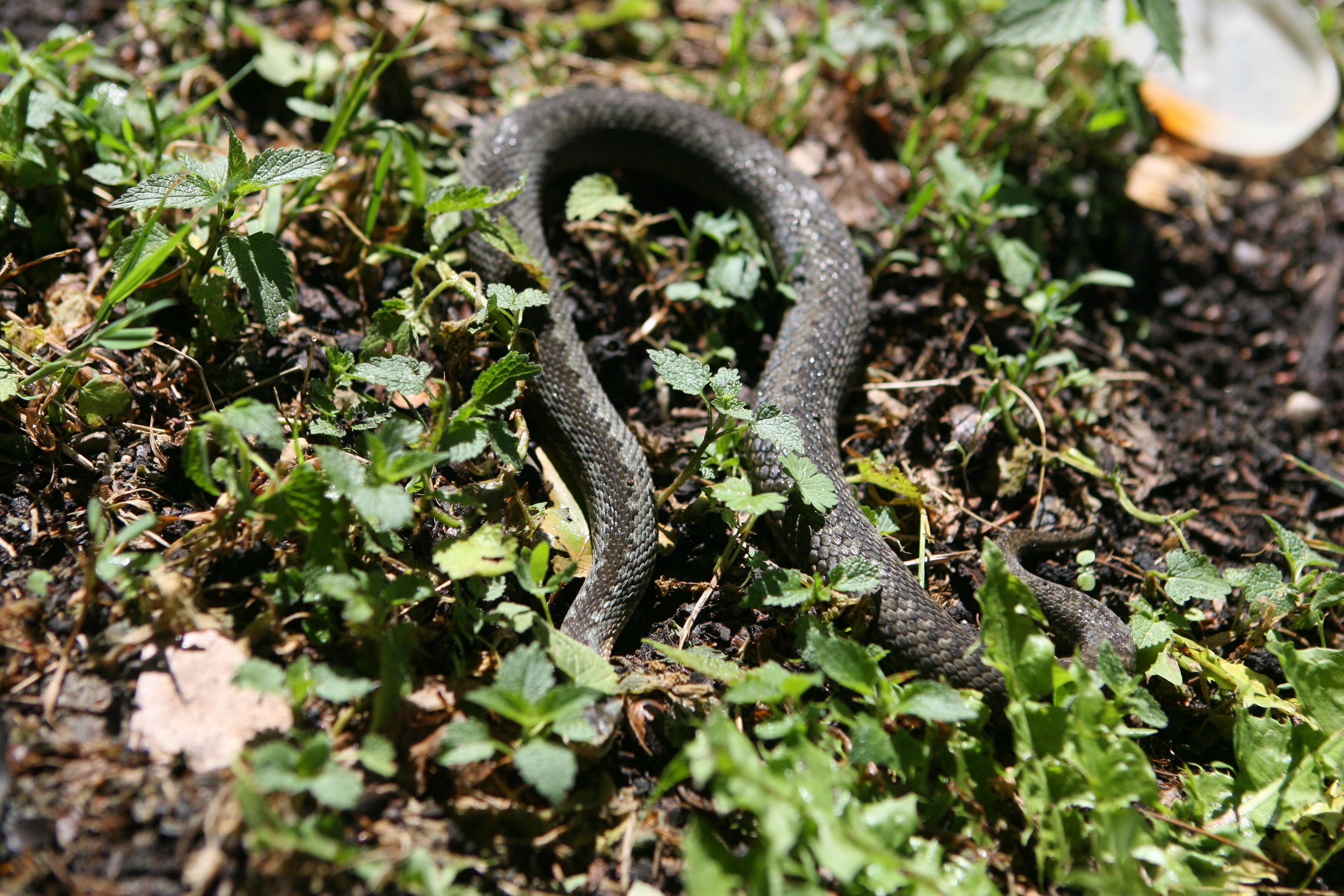 Angis