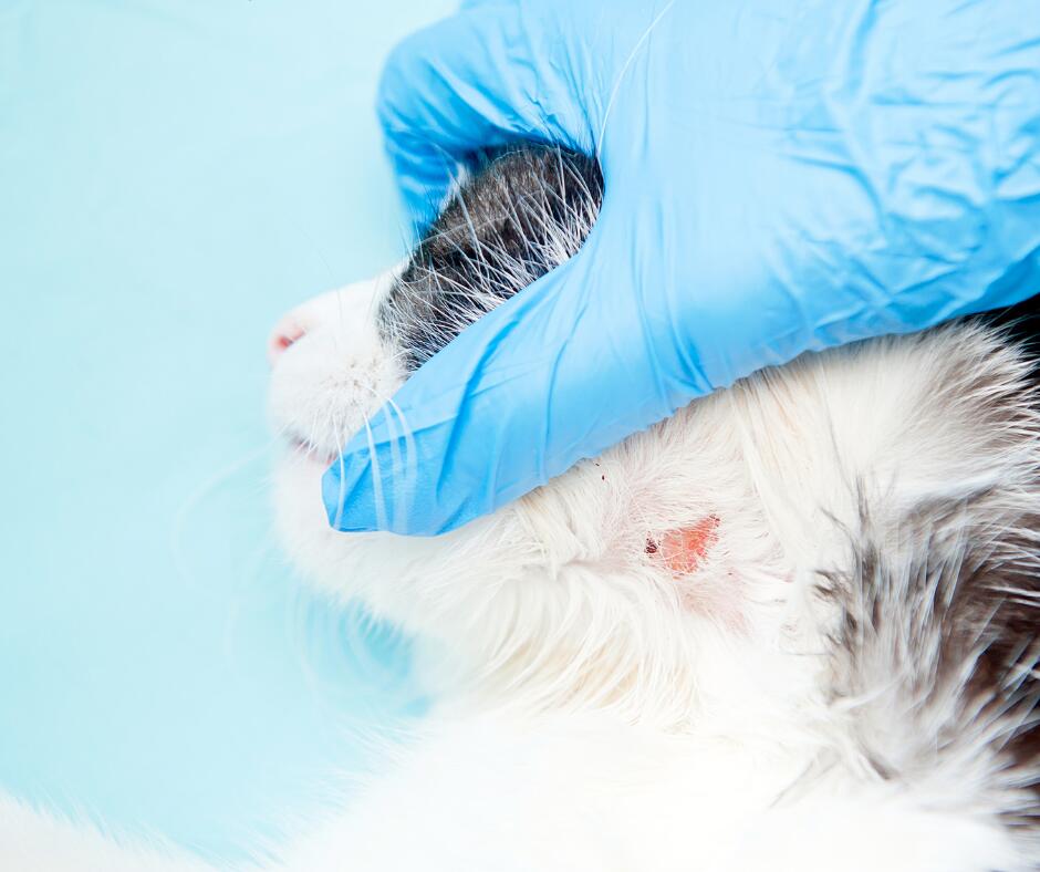 Katės: dėl alergijų ir odos problemų dažniau veterinarijos gydytojų pagalbos prireikia Siamo, Abisinijos, devonreksų veislės katėms. 