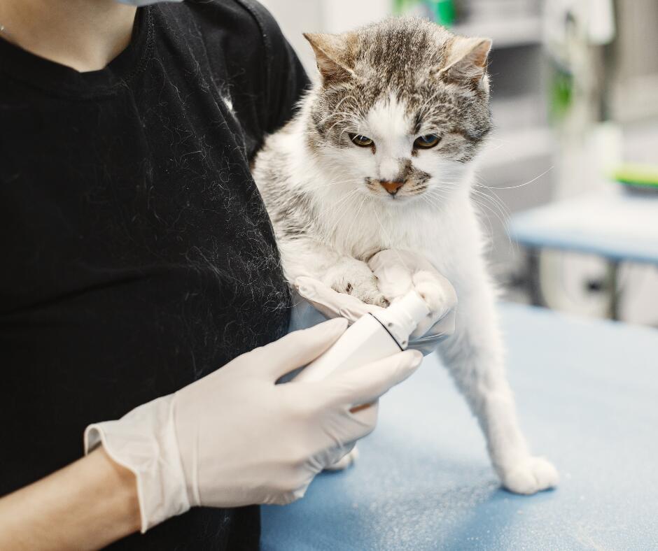 Apsaugokite: veterinarai nustemba pamatę, ką katės sugeba suėsti namuose.