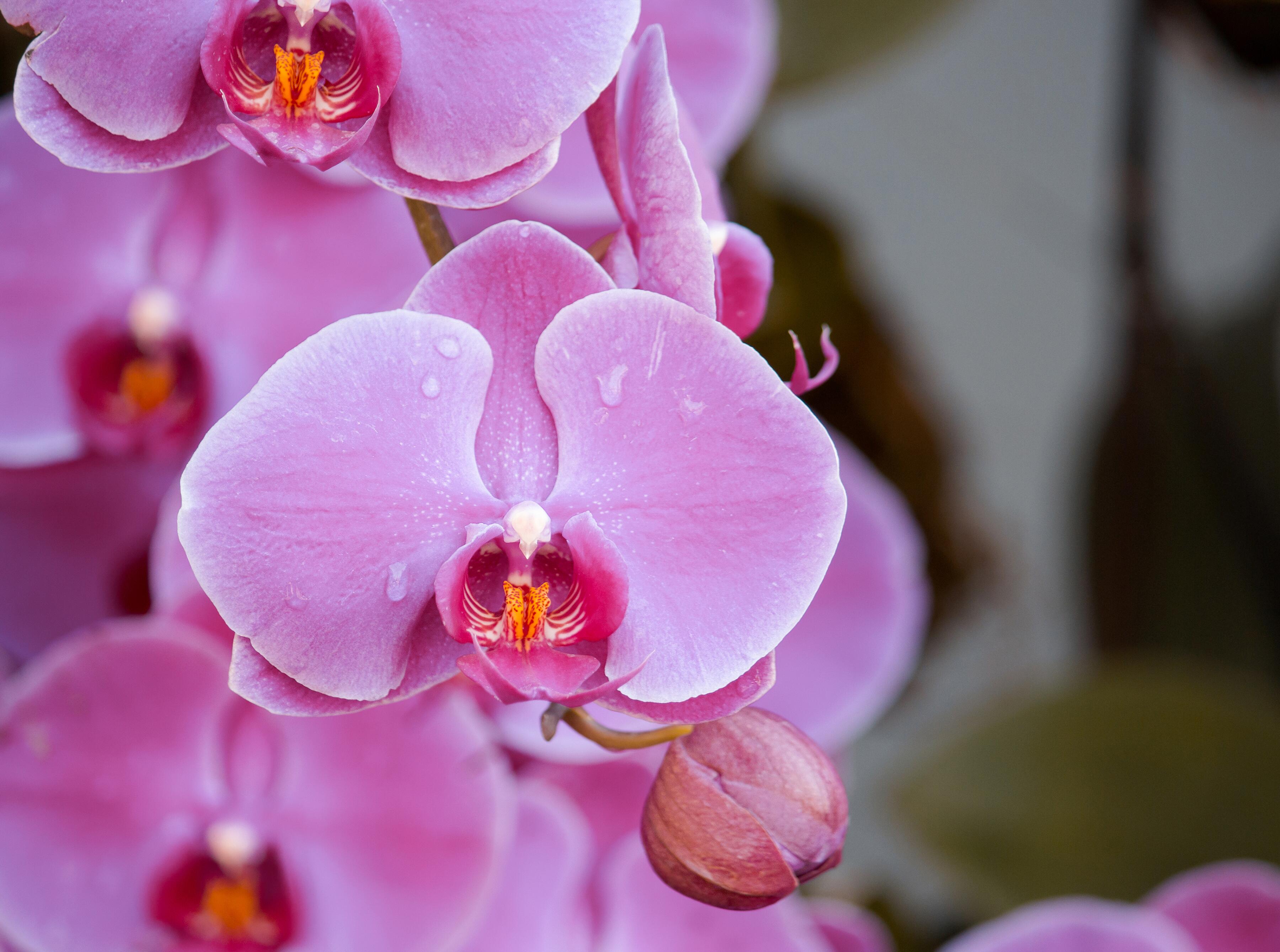 Orchidėja