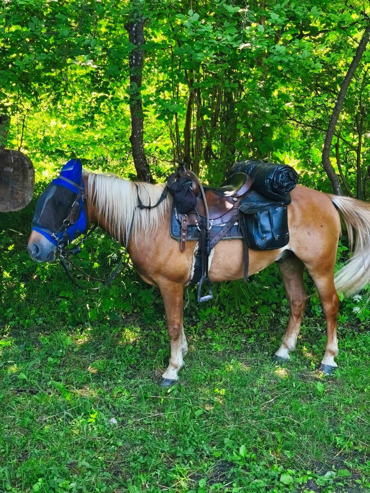 Alnis: prieš kelerius metus Ryčio gyvenime atsiradęs senojo tipo žemaitukas šiandien – ne tik kelionių bendražygis, bet ir ištikimas draugas.