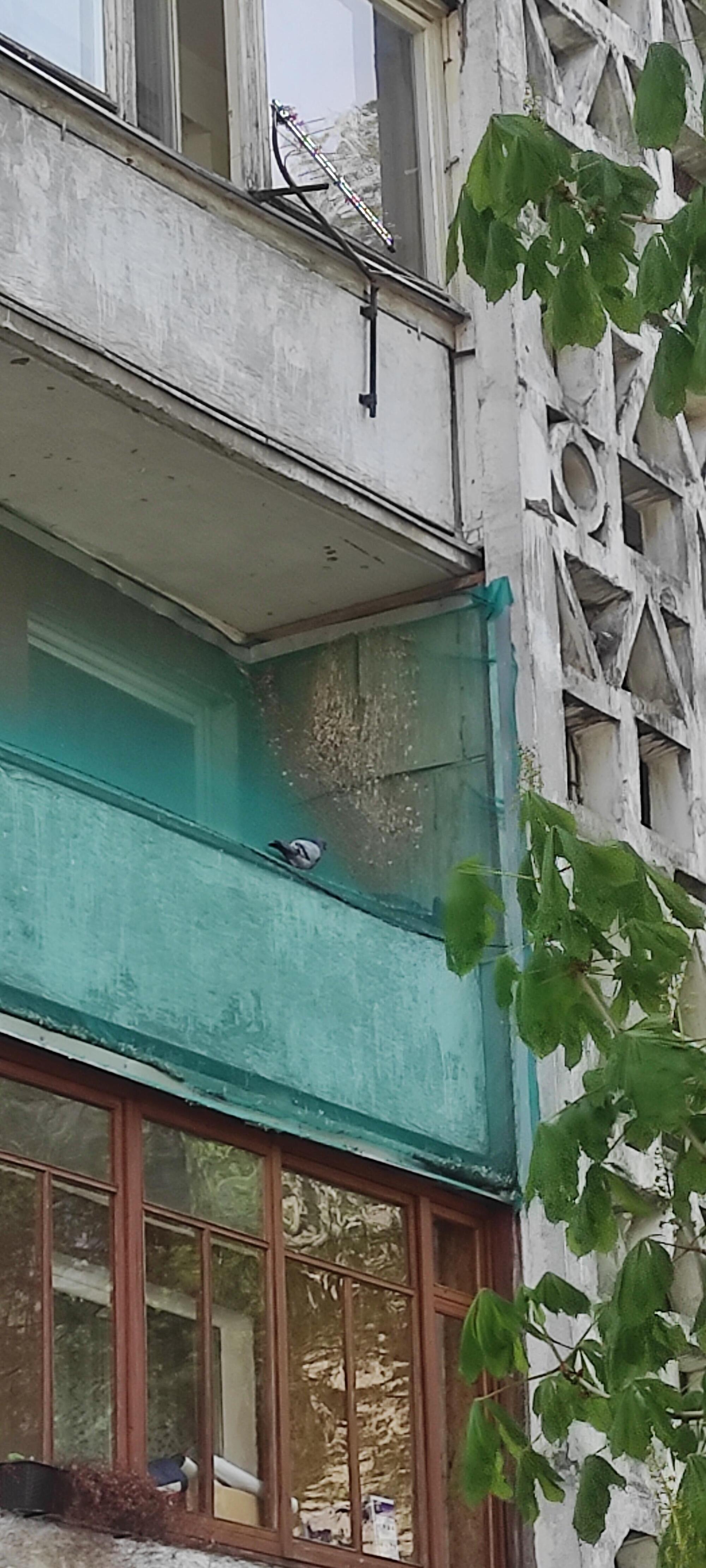 Nehigieniška: tinkle įsipainioję balandžiai žūsta, tad kaimynai turi kęsti antisanitarines sąlygas.