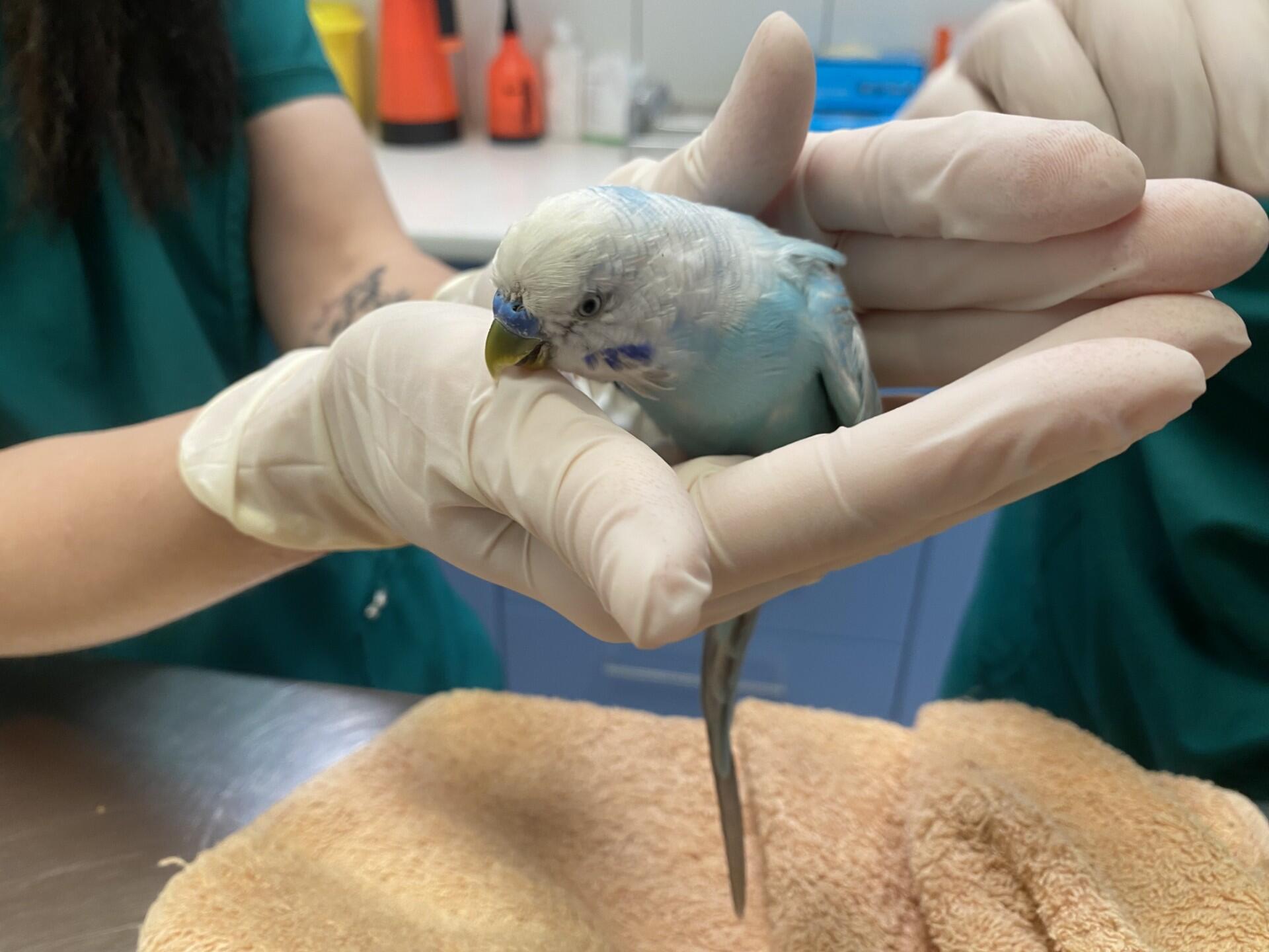 Patikra: Rijo po savo klajonių buvo nuvežtas į veterinarijos kliniką, jį apžiūrėjo gydytojai.