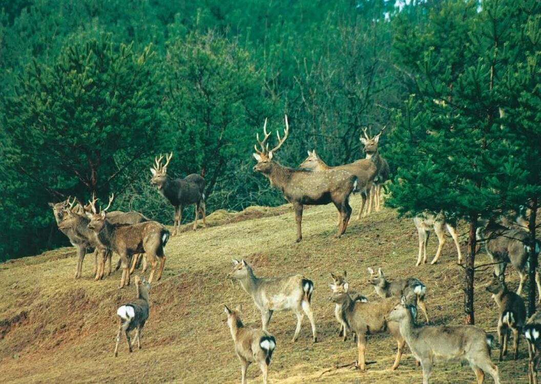 Žala: aplinkosaugininkų teigimu, ypatingą grėsmę kelia dėmėtųjų elnių gebėjimas kryžmintis su vietiniais tauriaisiais elniais; ši hibridizacija gali lemti genetinius pokyčius ir silpninti vietinės rūšies unikalumą.