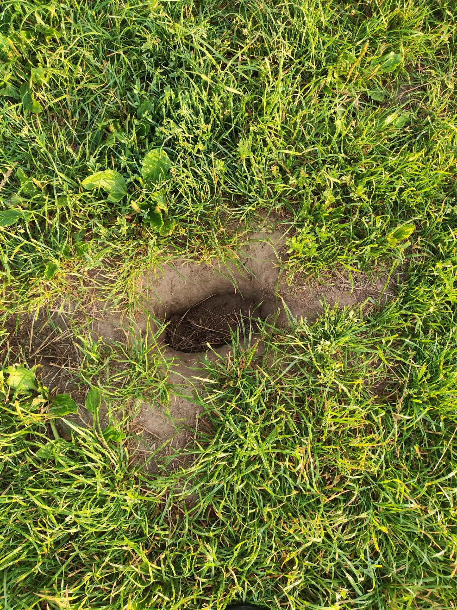 Įrodymas: manoma, kad vienoje šunų aikštelėje buvo užkastas maišelis, su, kaip įtarta, narkotikais.