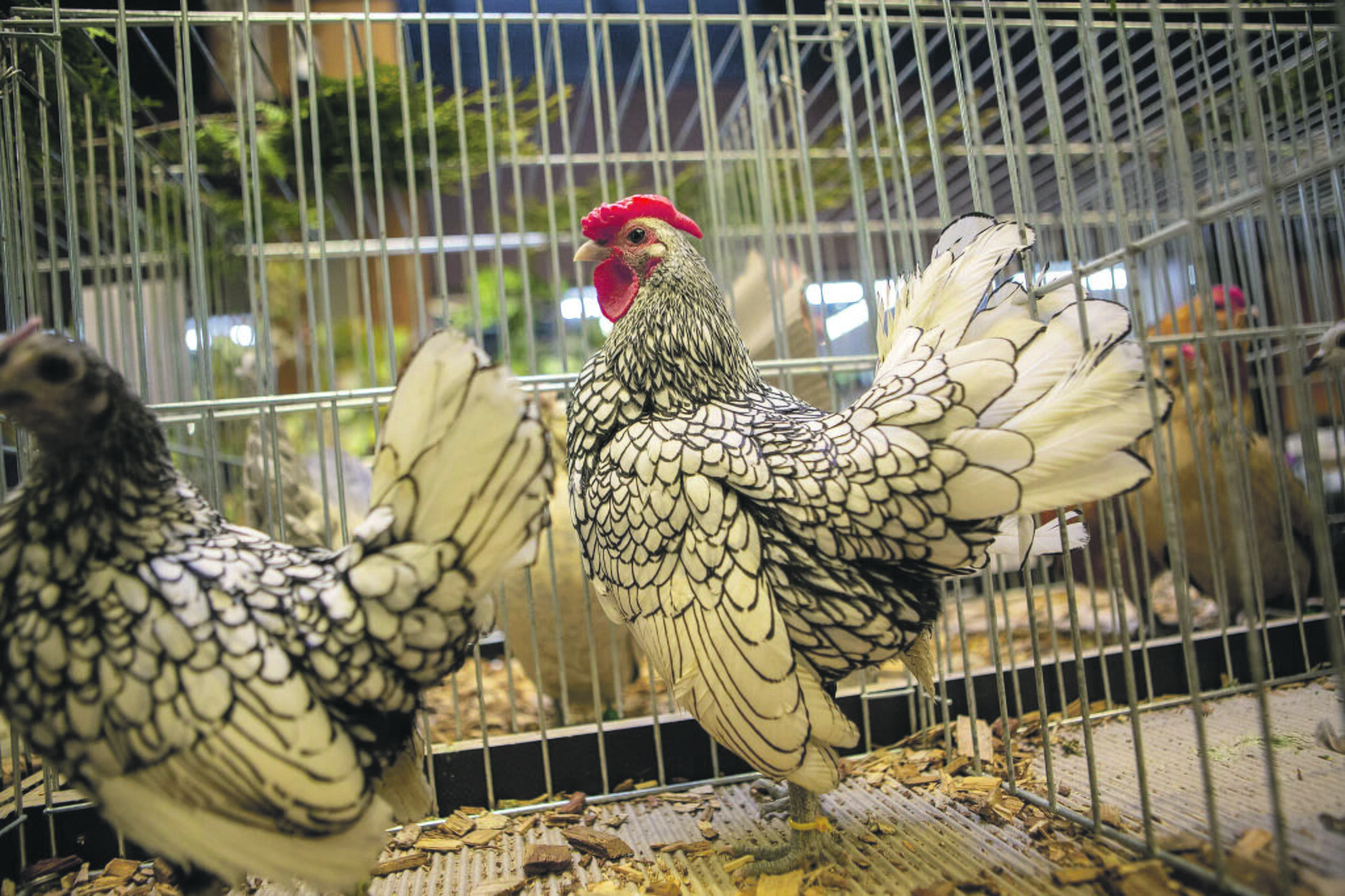 Aristokratai: sebraitai – įnoringi paukščiai, tad įsigiję jų nepatyrę augintojai gali turėti labai daug iššūkių.