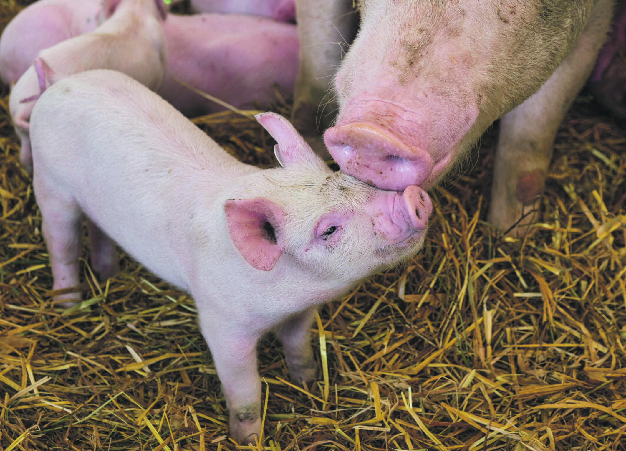 Nerūpi: kiaulininkystė yra bene labiausiai užmiršta gyvulininkystės šaka.